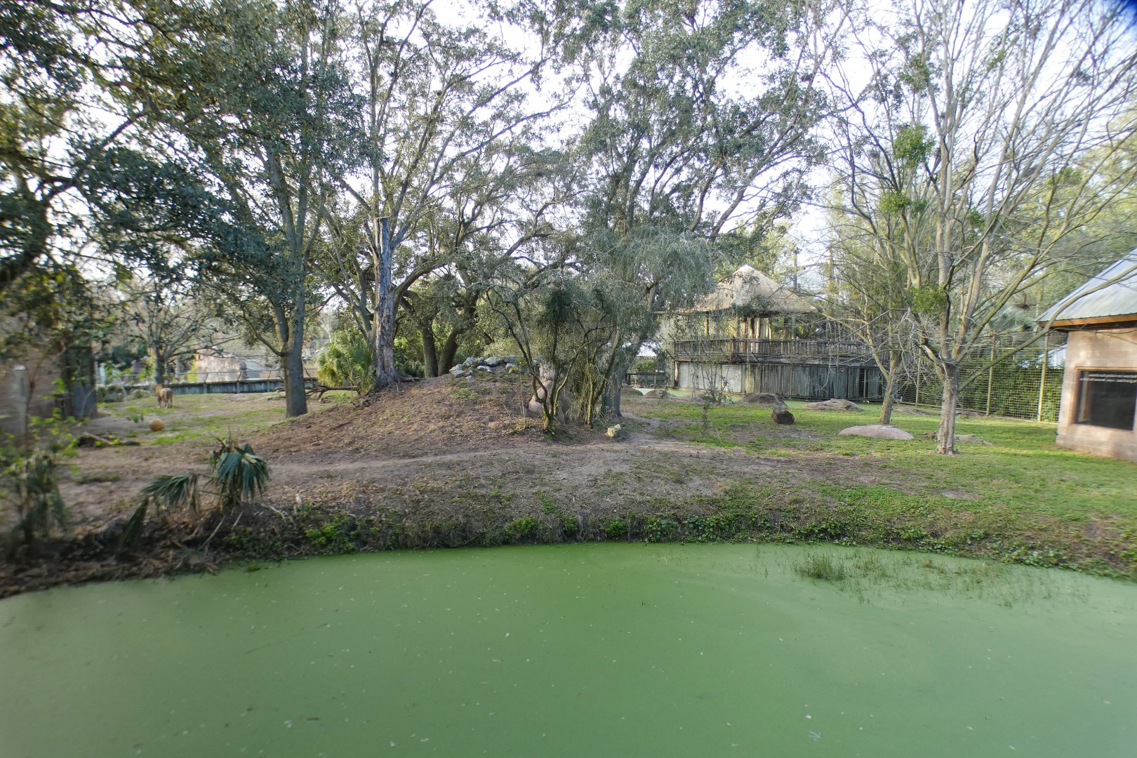Jan. 2022 - Africa Loop - Lion Exhibit - Third View