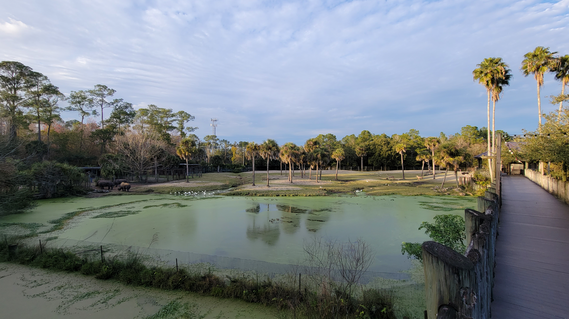 Jan. 2022 - Africa Loop - Plains of East Africa - 1.75 Acre Savannah (Four Species)