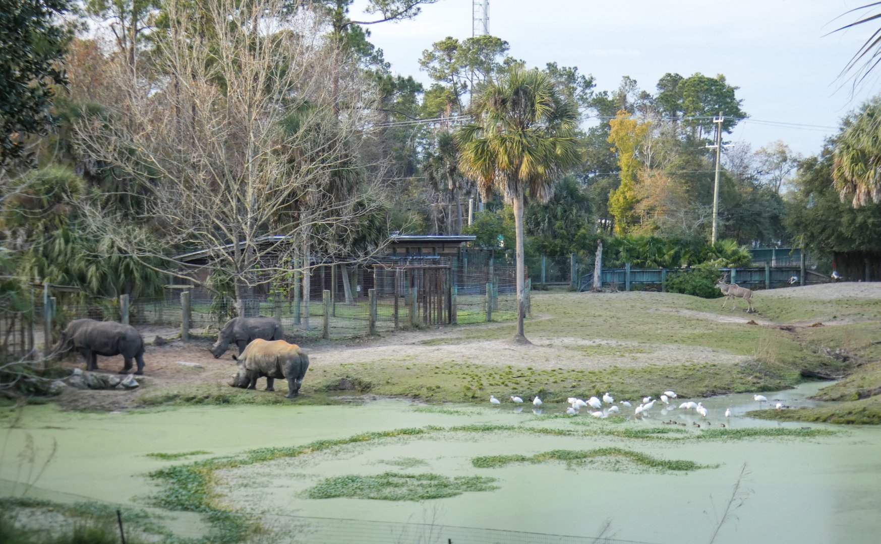 Jan. 2022 - Africa Loop - Plains of East Africa - 1.75 Acre Savannah (Four Species)