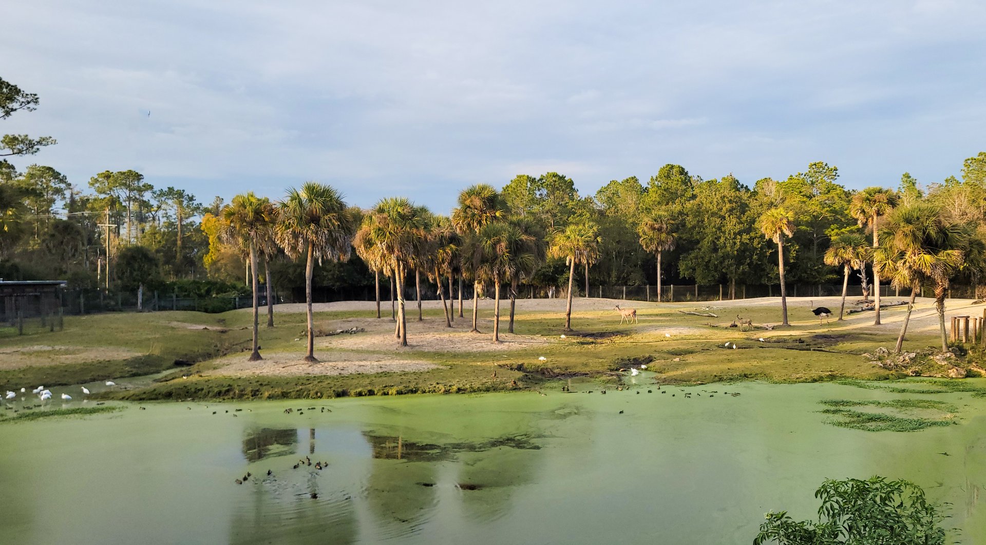 Jan. 2022 - Africa Loop - Plains of East Africa - 1.75 Acre Savannah (Four Species)