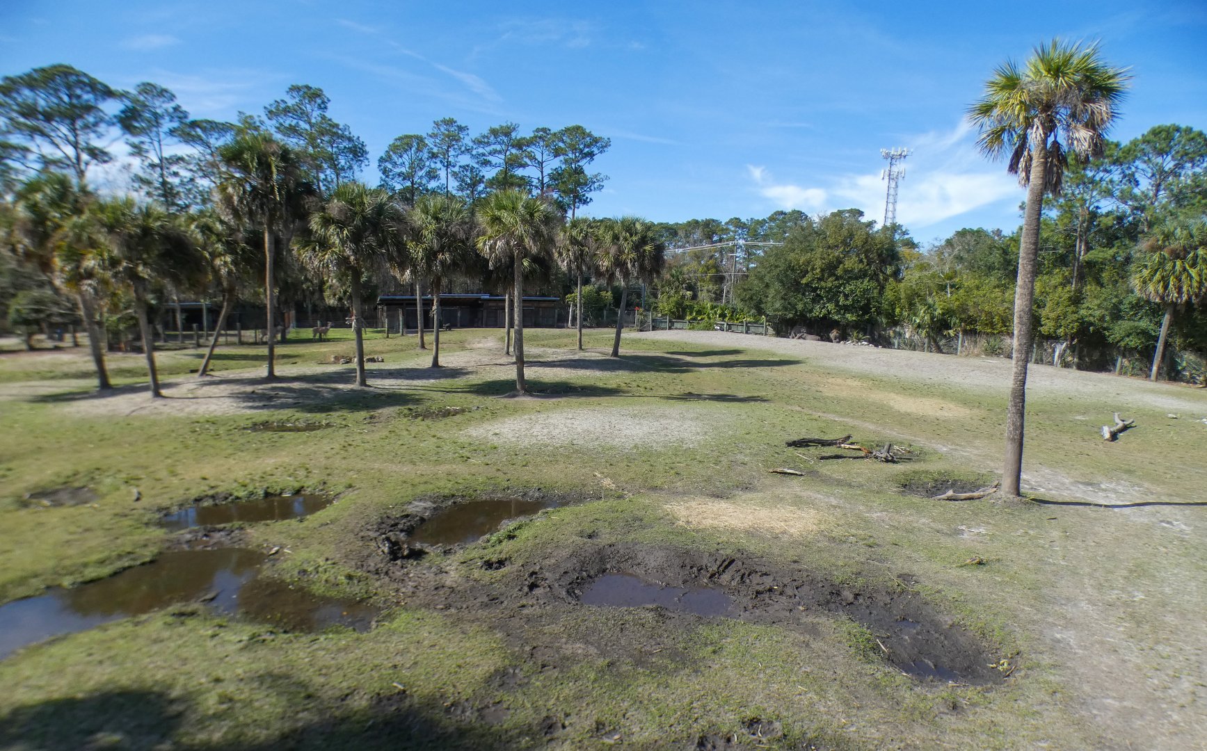 Jan. 2022 - Africa Loop - Plains of East Africa - 1.75 Acre Savannah (Four Species)