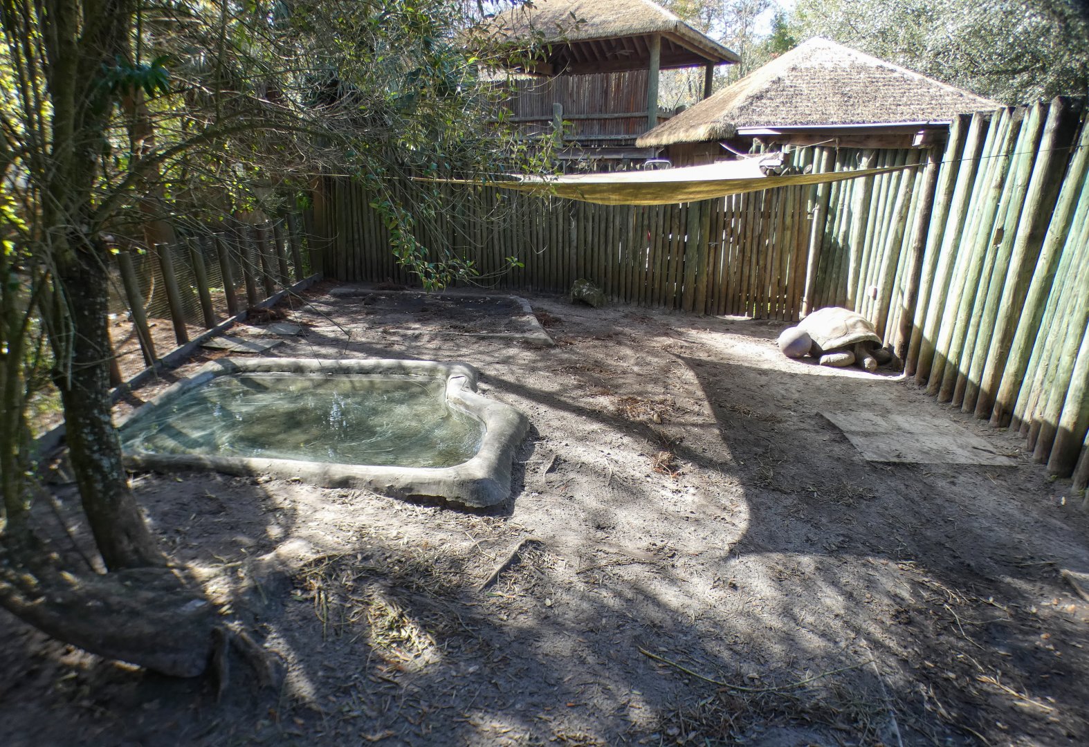 Jan. 2022 - Africa Loop - Plains of East Africa - Aldabra Giant Tortoise Exhibit