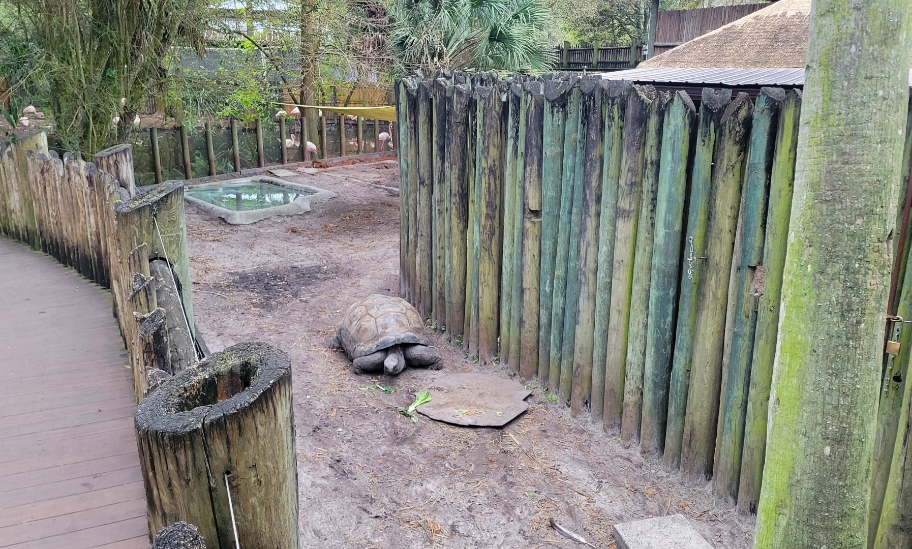 Jan. 2022 - Africa Loop - Plains of East Africa - Aldabra Tortoise Exhibit