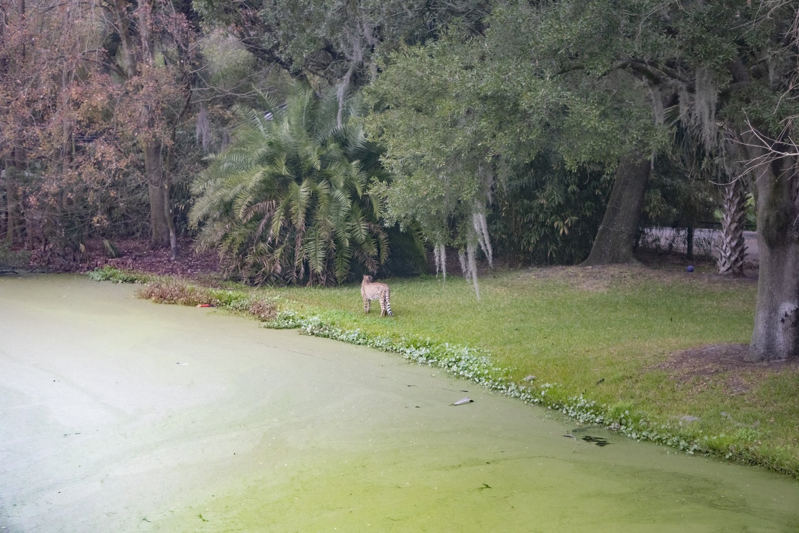 Jan. 2022 - Africa Loop - Plains of East Africa - Cheetah Exhibit