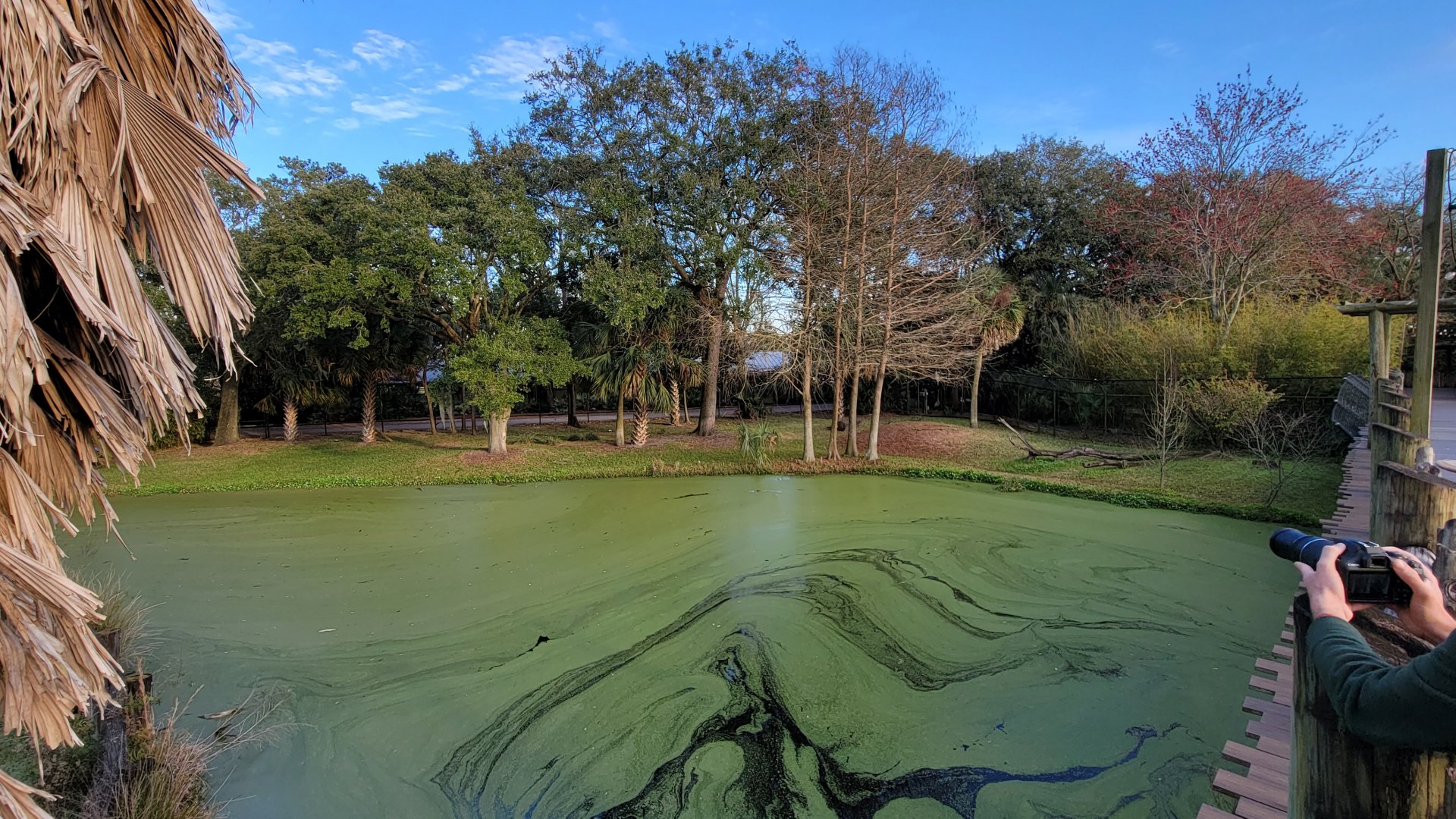 Jan. 2022 - Africa Loop - Plains of East Africa - Cheetah Exhibit