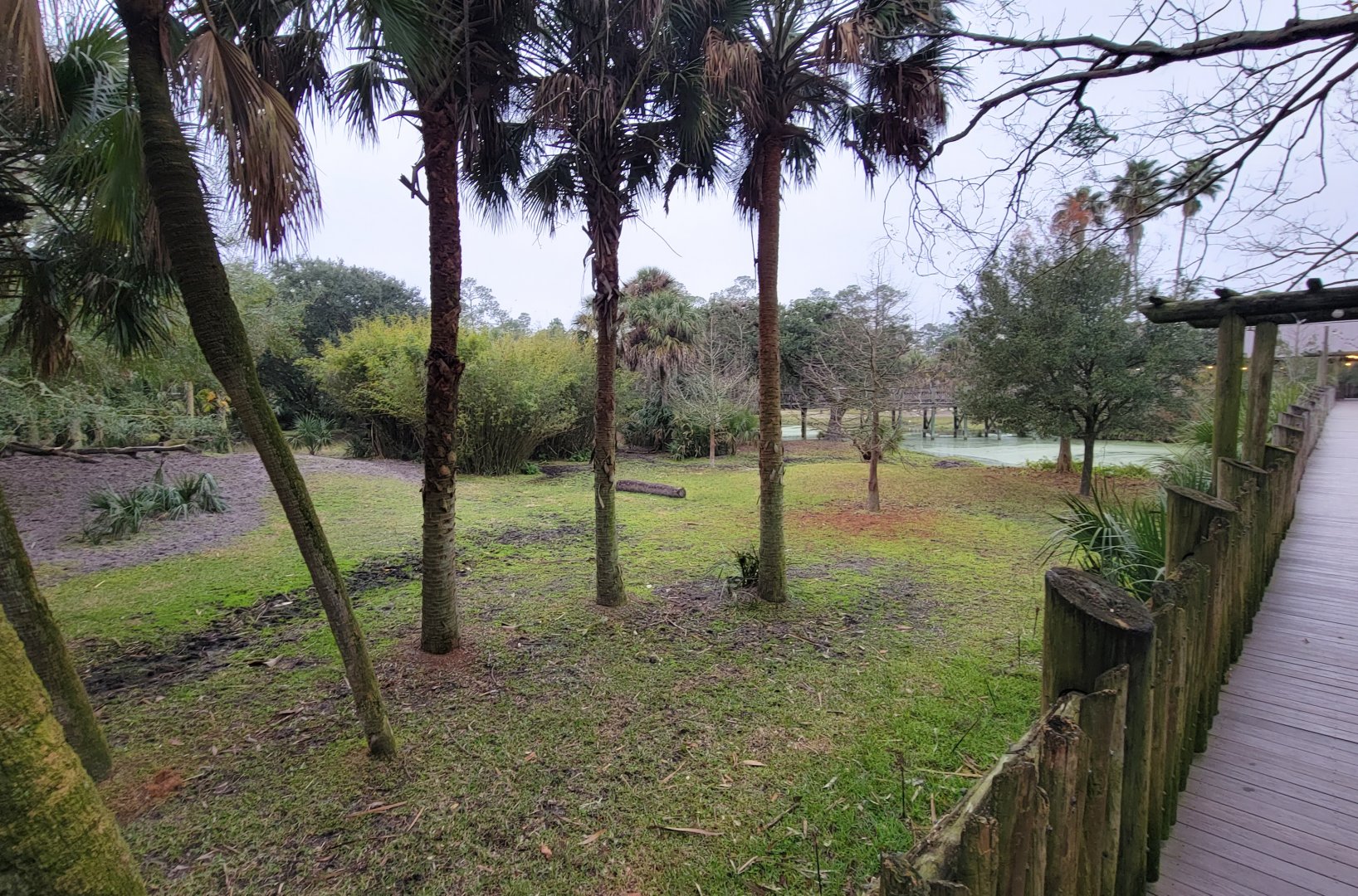 Jan. 2022 - Africa Loop - Plains of East Africa - Eastern Bongo/Yellow-backed Duiker Exhibit (1 of 4 Viewings)
