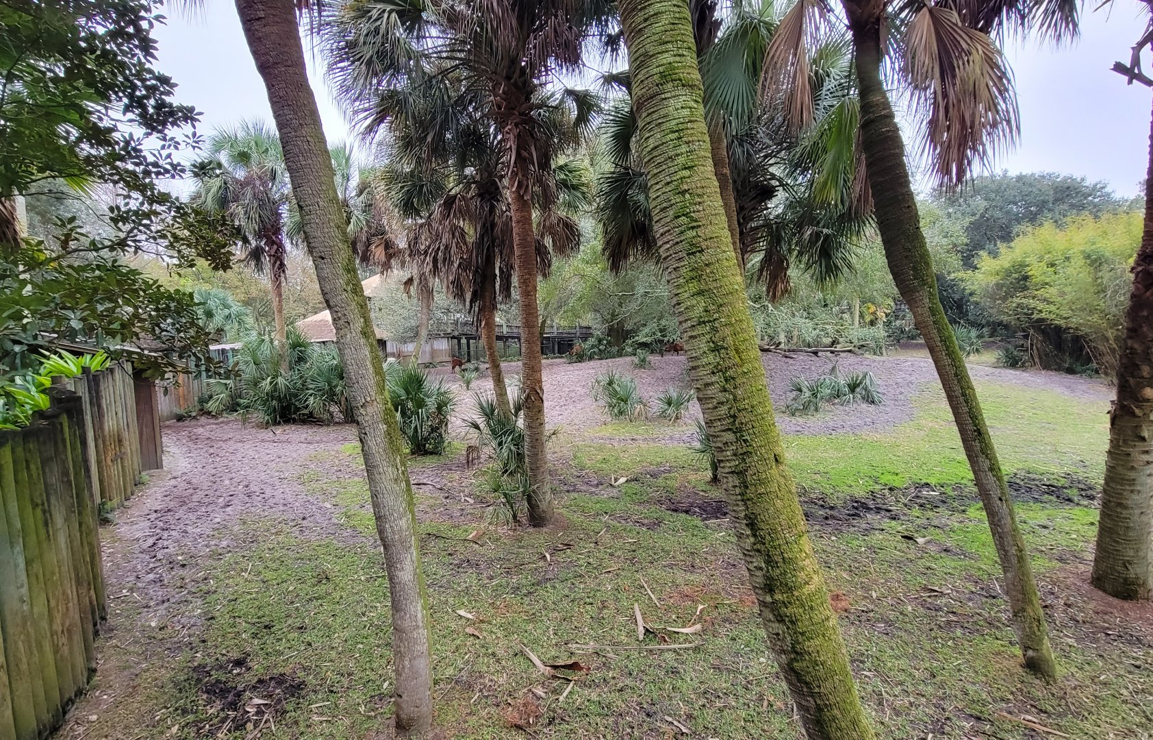 Jan. 2022 - Africa Loop - Plains of East Africa - Eastern Bongo/Yellow-backed Duiker Exhibit (1 of 4 Viewings)