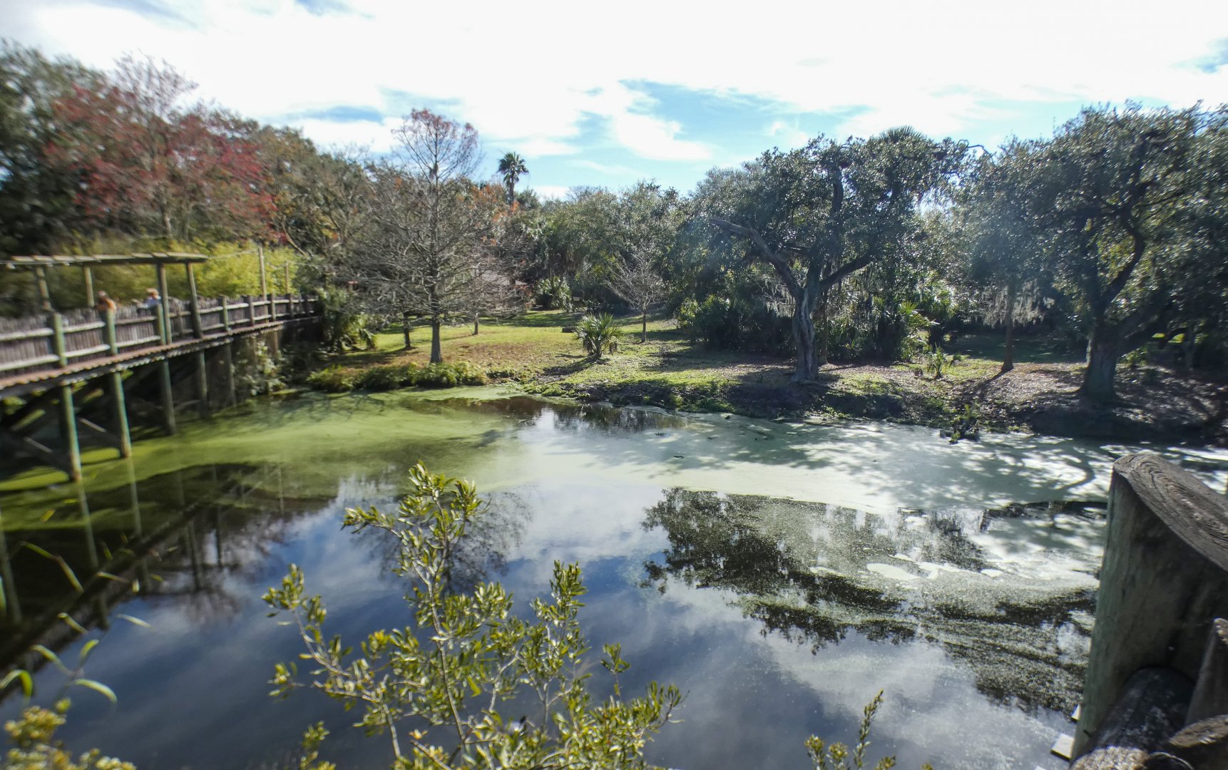 Jan. 2022 - Africa Loop - Plains of East Africa - Eastern Bongo/Yellow-backed Duiker Exhibit (2 of 4 Viewings)