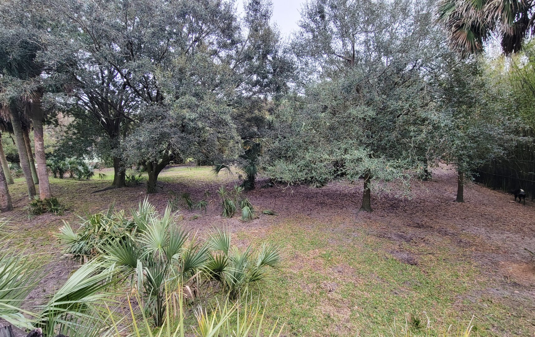 Jan. 2022 - Africa Loop - Plains of East Africa - Eastern Bongo/Yellow-backed Duiker Exhibit (3 of 4 Viewings)