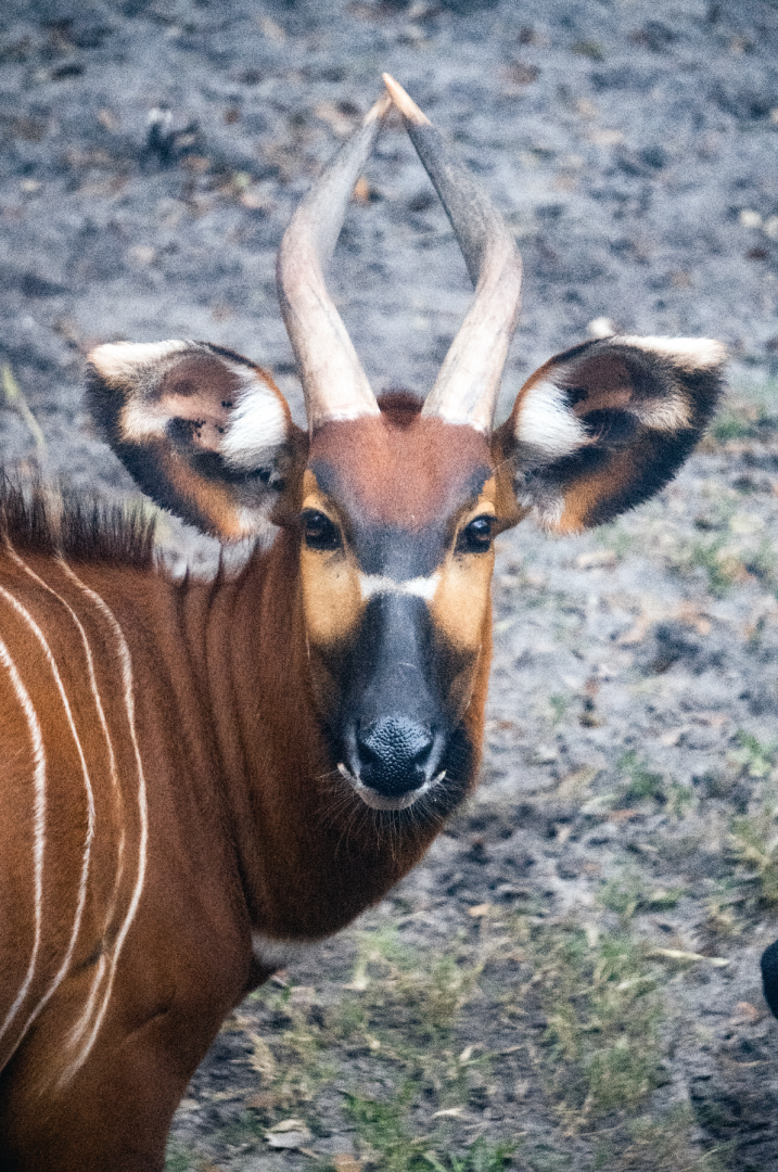 Jan. 2022 - Africa Loop - Plains of East Africa - Eastern Bongo