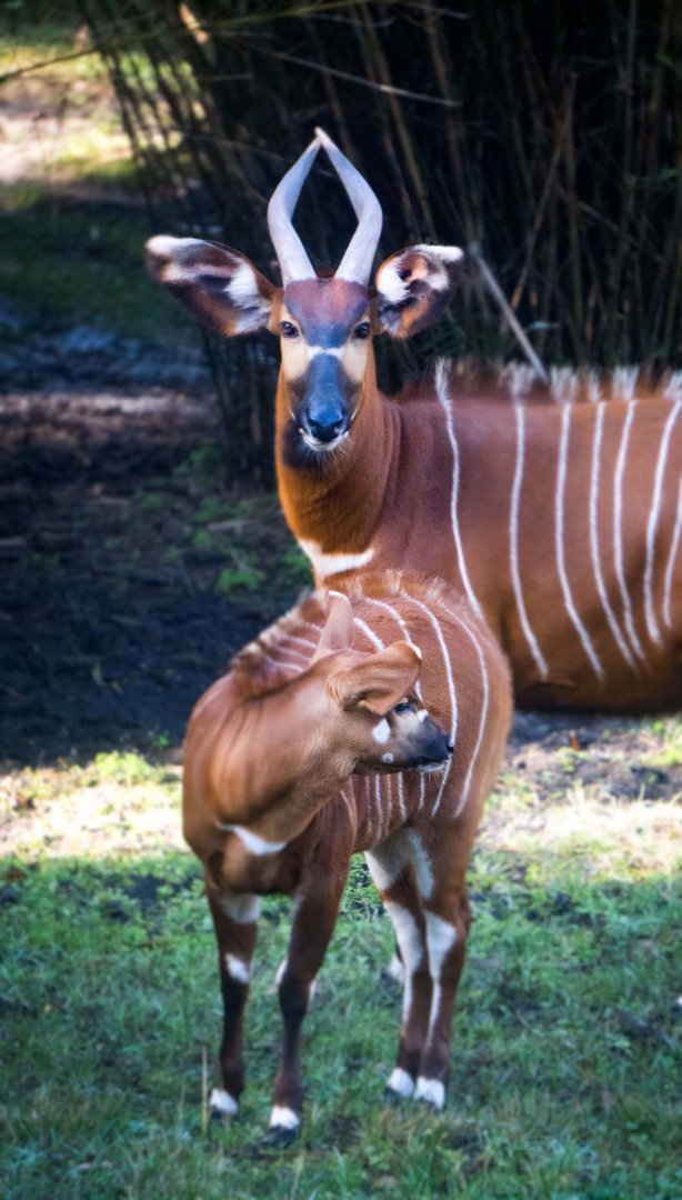 Jan. 2022 - Africa Loop - Plains of East Africa - Eastern Bongos