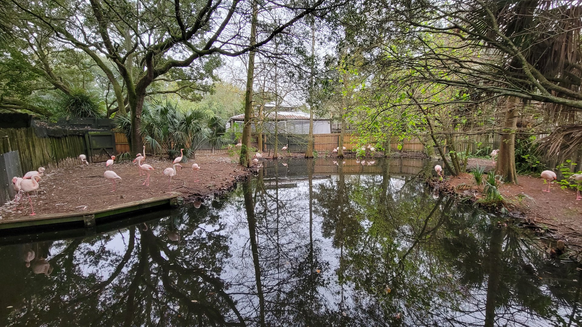 Jan. 2022 - Africa Loop - Plains of East Africa - Greater Flamingo Exhibit