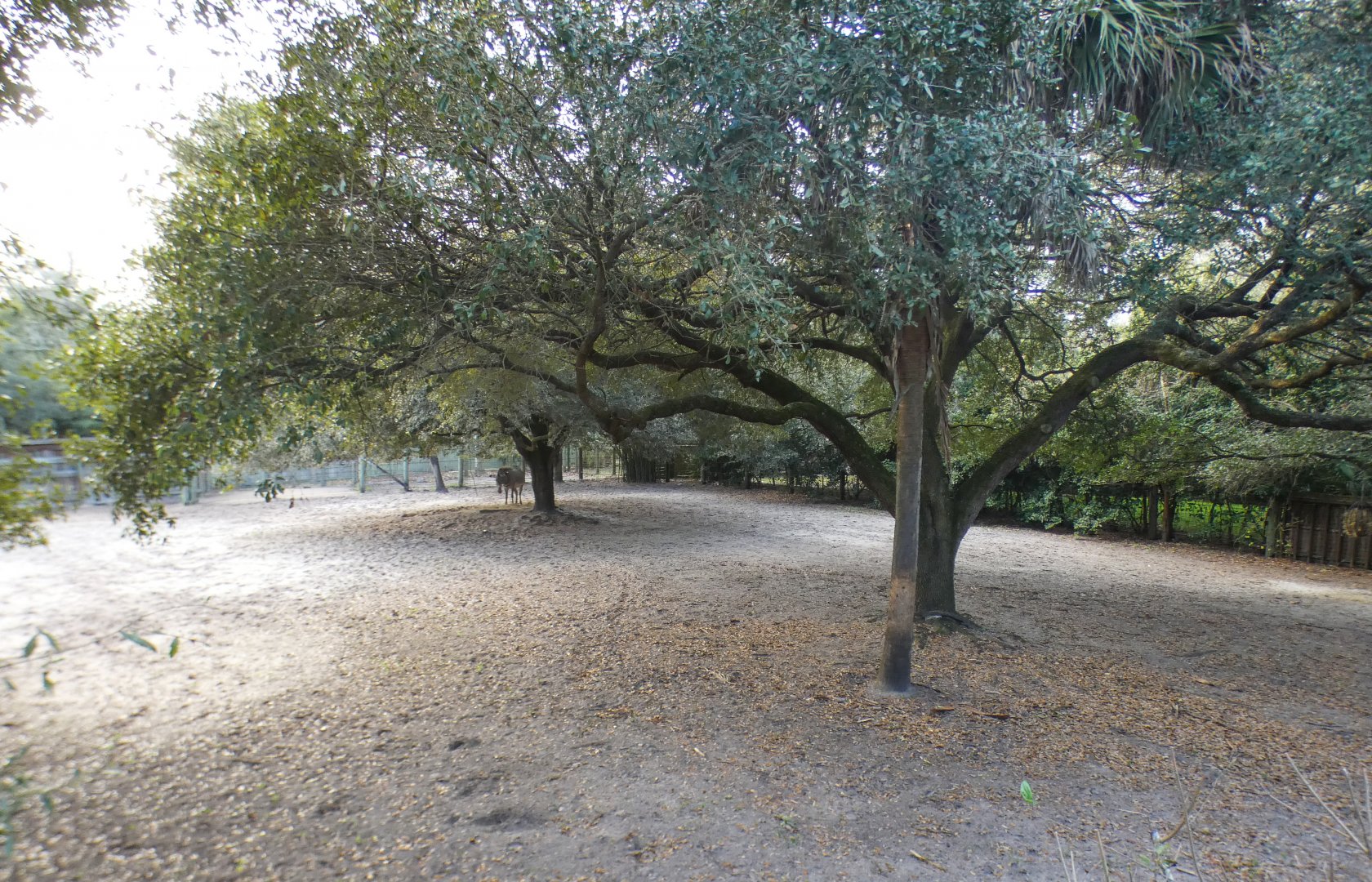 Jan. 2022 - Africa Loop - Plains of East Africa - Grevy's Zebra Exhibit