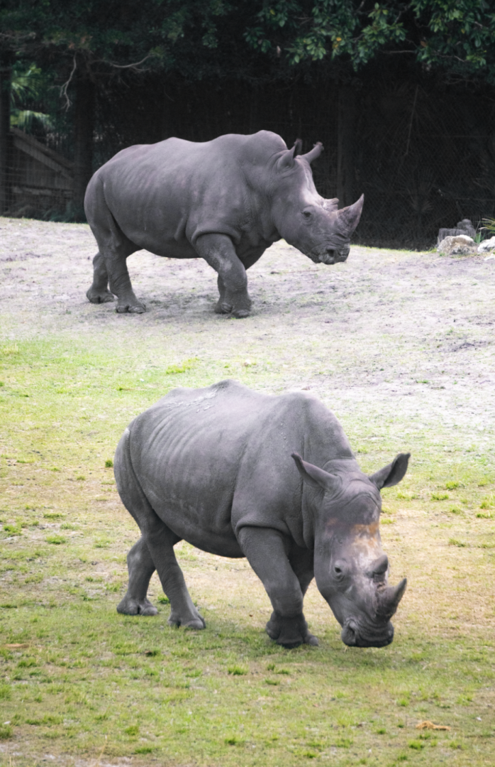 Jan. 2022 - Africa Loop - Plains of East Africa - Southern White Rhinos