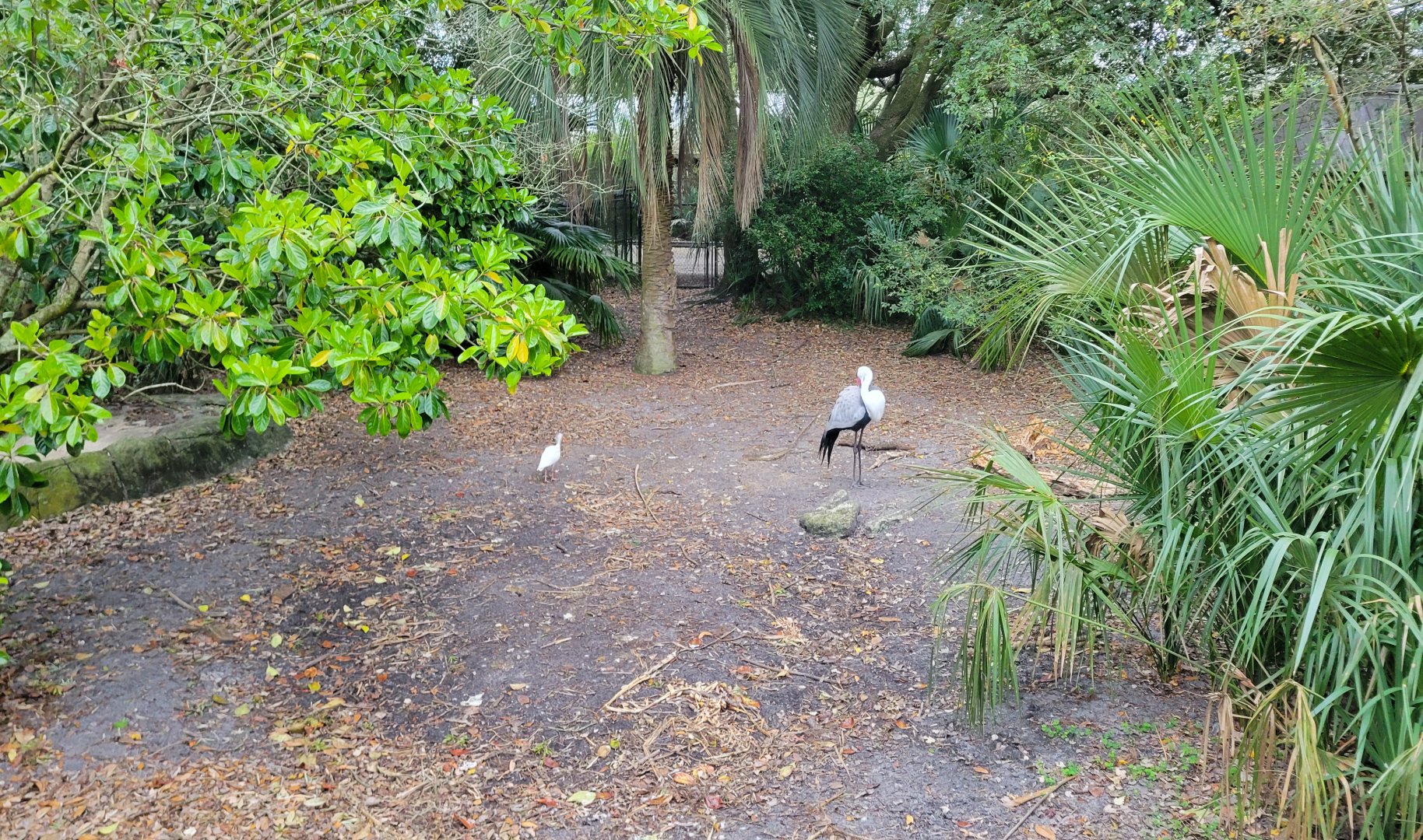 Jan. 2022 - Africa Loop - Plains of East Africa - Wattled Crane Exhibit