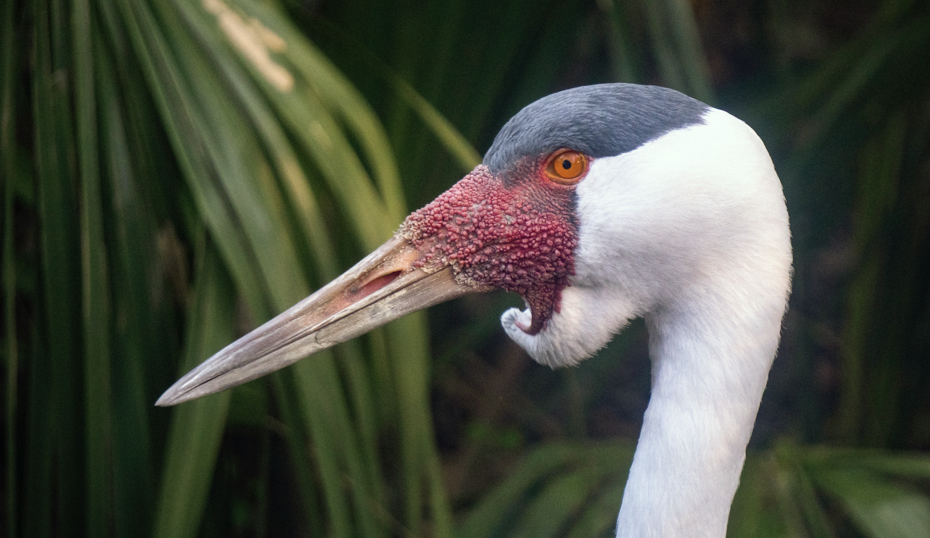 Jan. 2022 - Africa Loop - Plains of East Africa - Wattled Crane