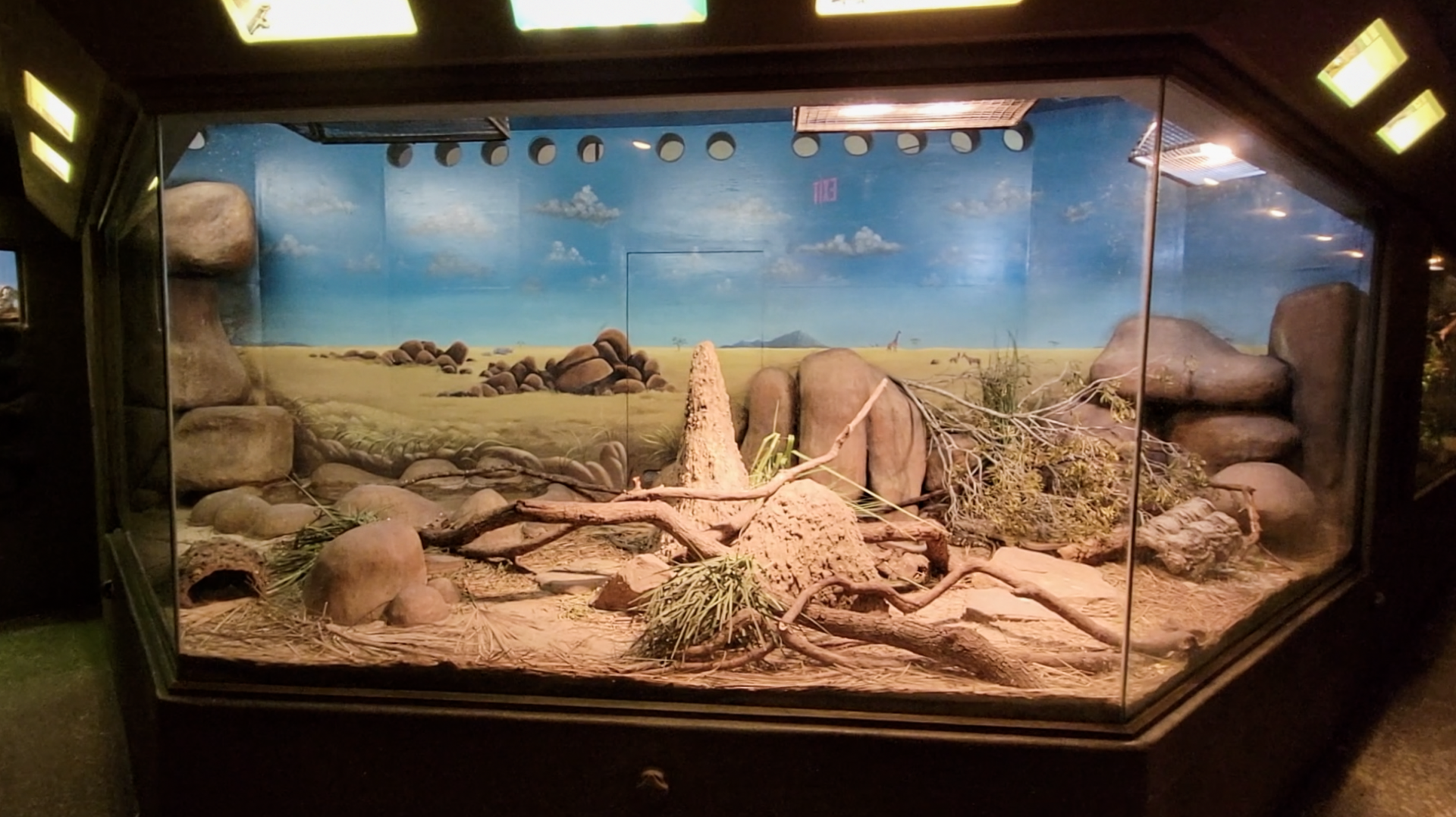Jan. 2022 - Africa Loop - Reptiles of the Seronera - African Rock Python/Western Plated Lizard Exhibit