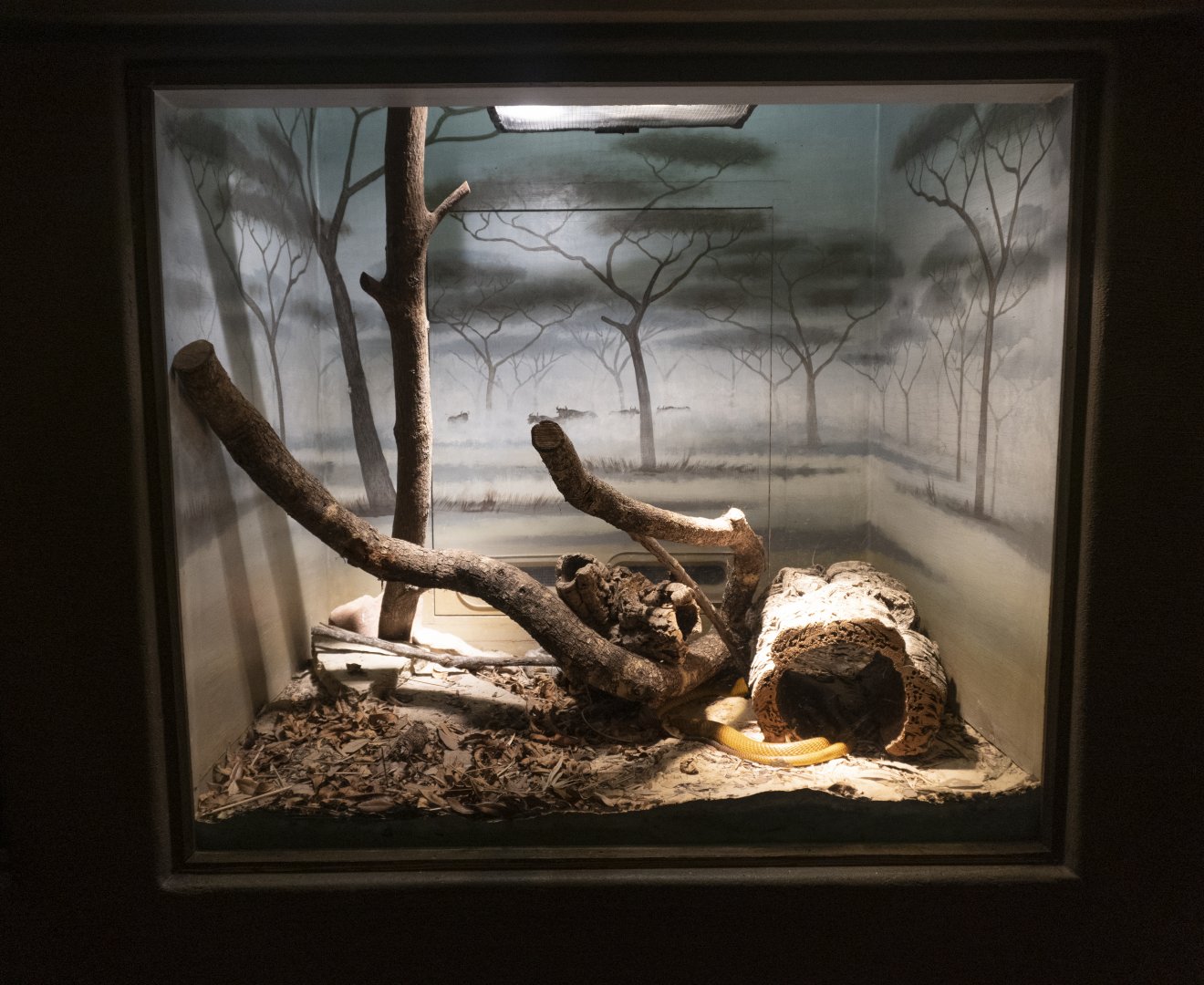 Jan. 2022 - Africa Loop - Reptiles of the Seronera - Cape Cobra Exhibit