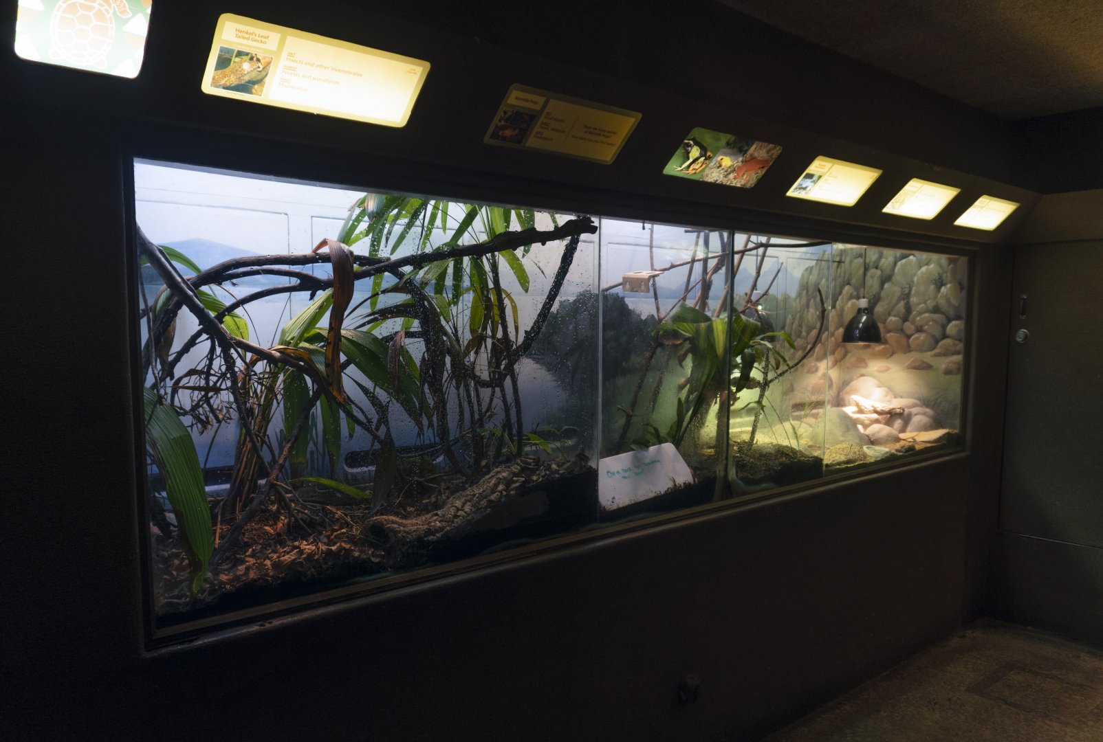 Jan. 2022 - Africa Loop - Reptiles of the Seronera - Four Exhibits