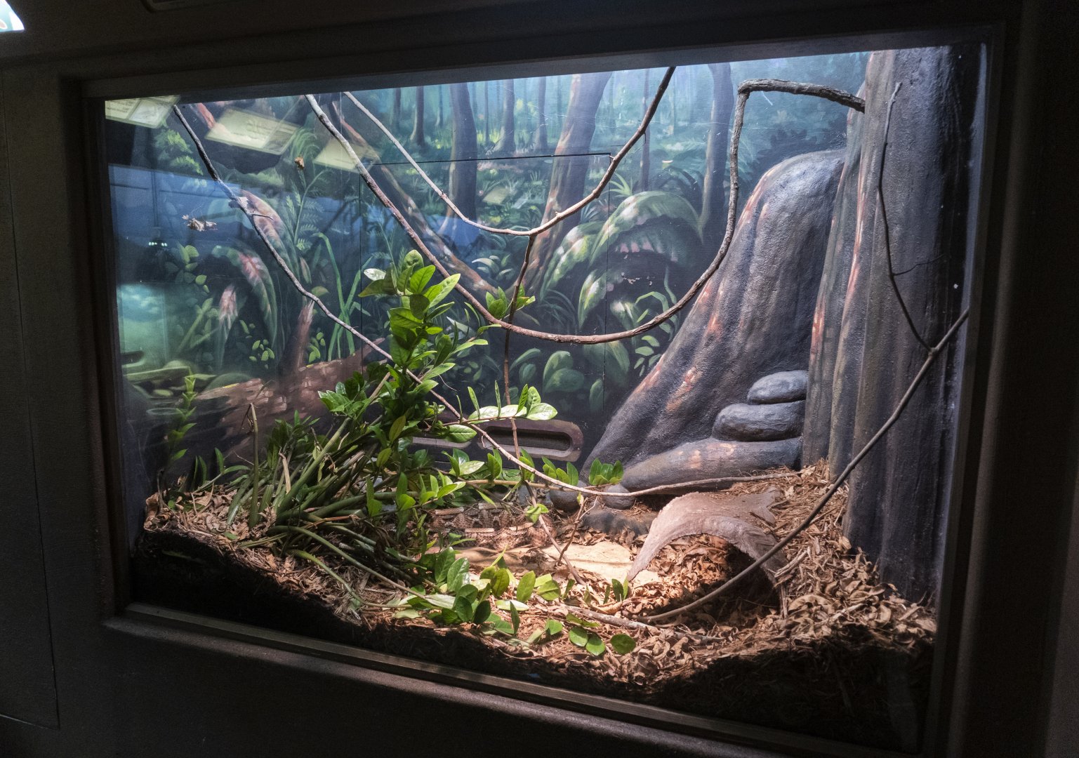 Jan. 2022 - Africa Loop - Reptiles of the Seronera - Gaboon Viper Exhibit