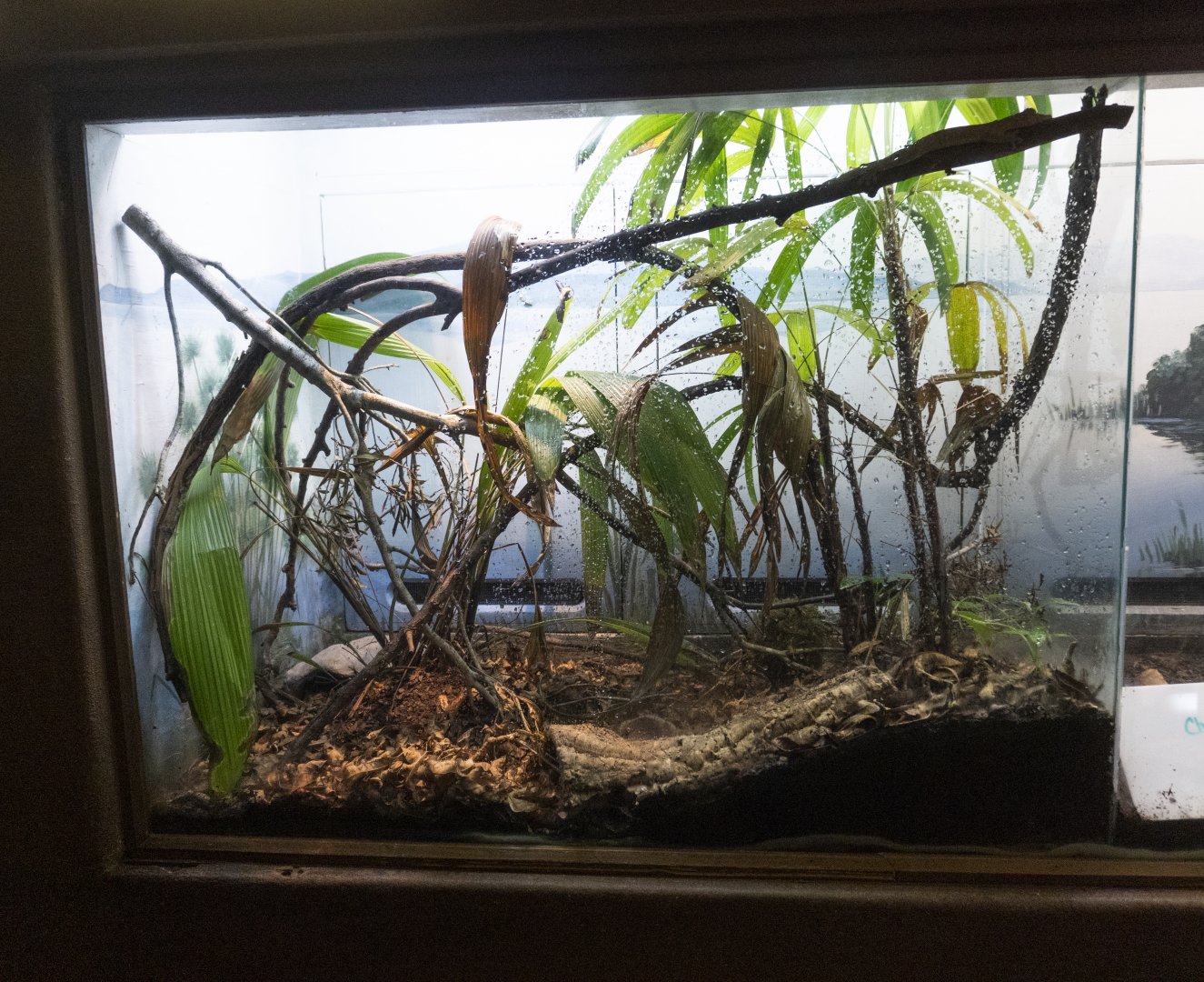 Jan. 2022 - Africa Loop - Reptiles of the Seronera - Henkel's Leaf-tailed Gecko Exhibit