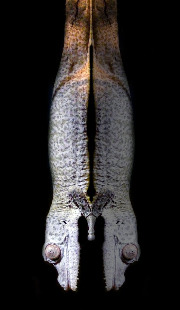 Jan. 2022 - Africa Loop - Reptiles of the Seronera - Henkel's Leaf-tailed Gecko