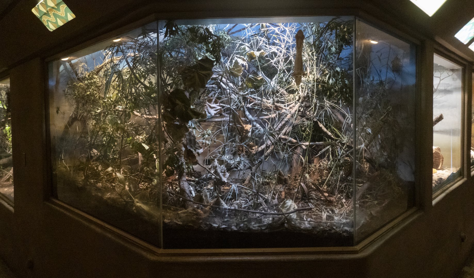 Jan. 2022 - Africa Loop - Reptiles of the Seronera - Meller's Chameleon/Henkel's Leaf-tailed Gecko Exhibit