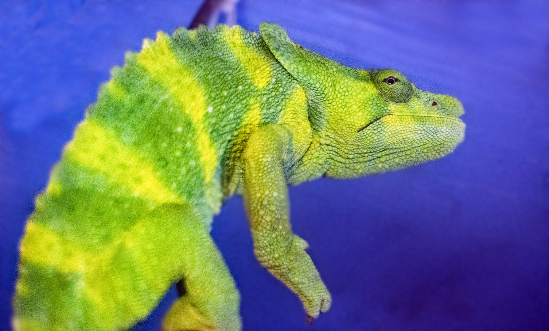 Jan. 2022 - Africa Loop - Reptiles of the Seronera - Meller's Chameleon