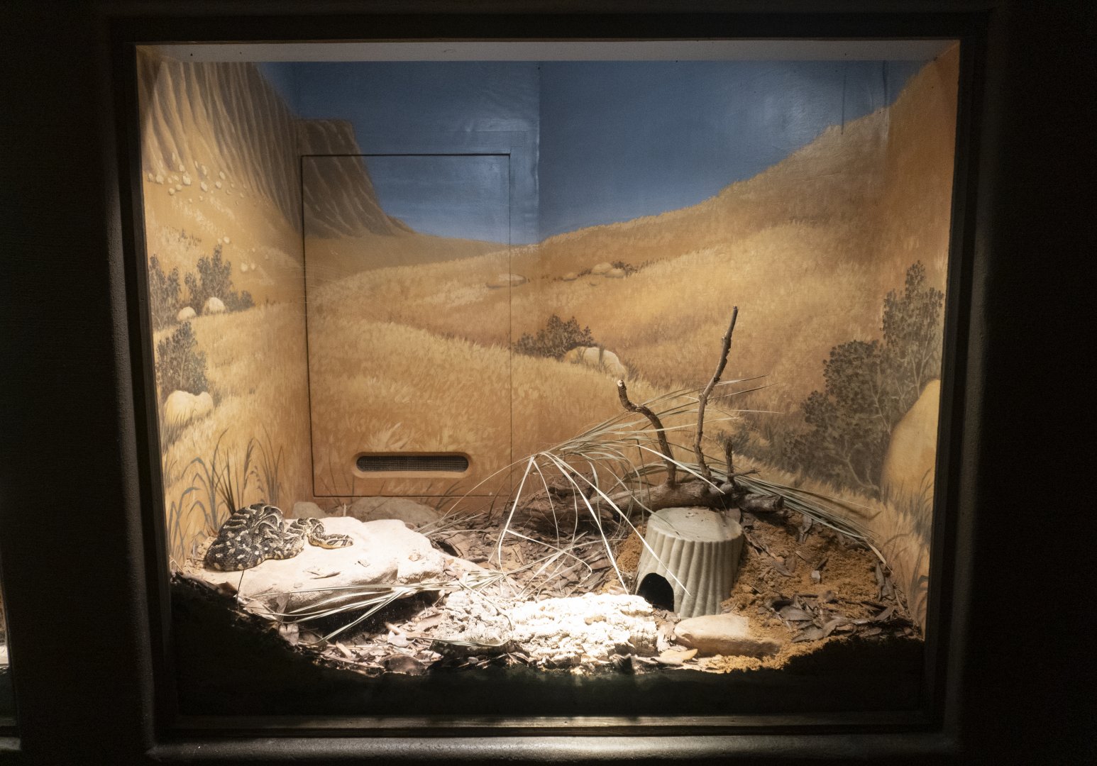 Jan. 2022 - Africa Loop - Reptiles of the Seronera - Puff Adder Exhibit