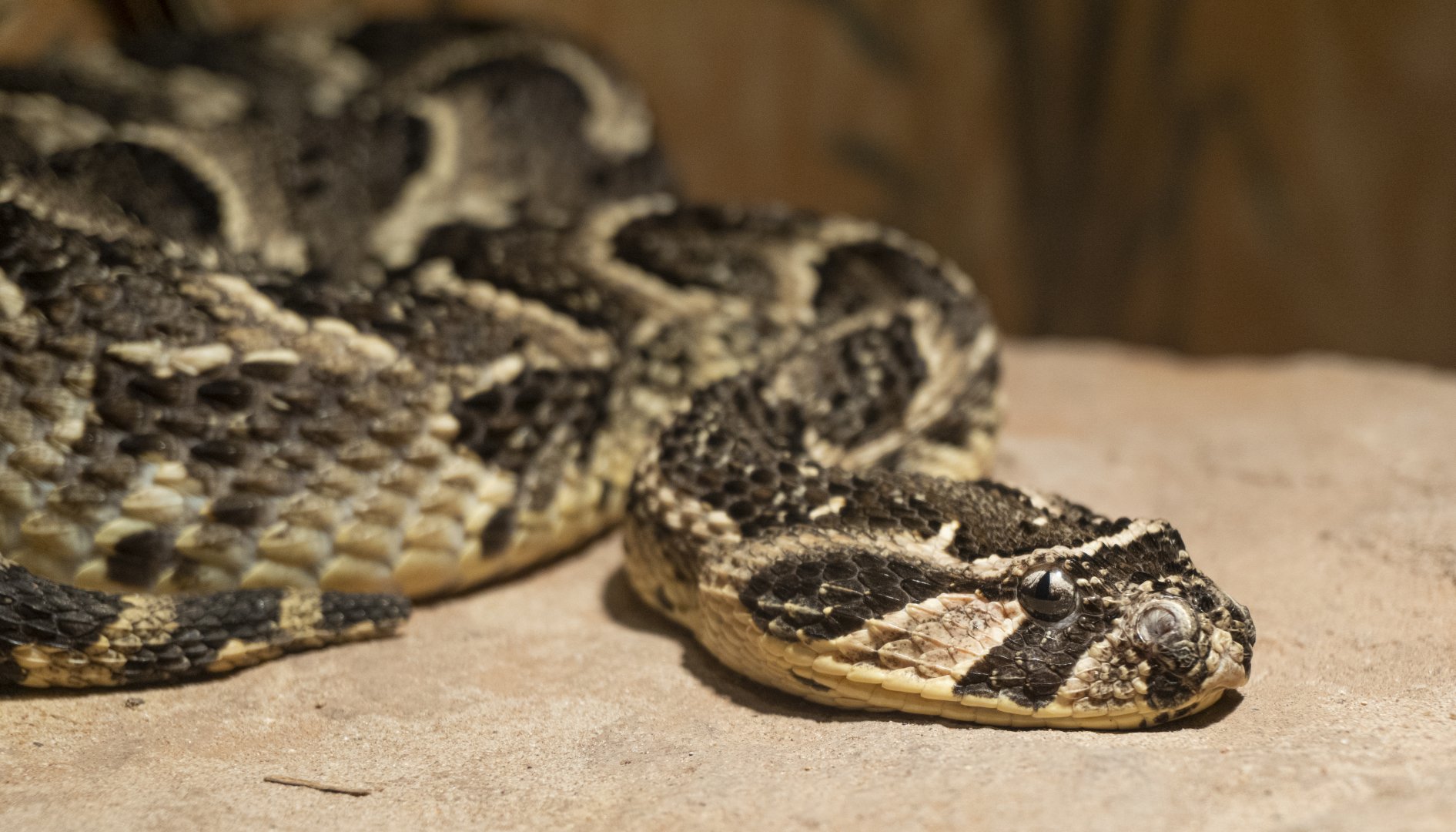 Jan. 2022 - Africa Loop - Reptiles of the Seronera - Puff Adder