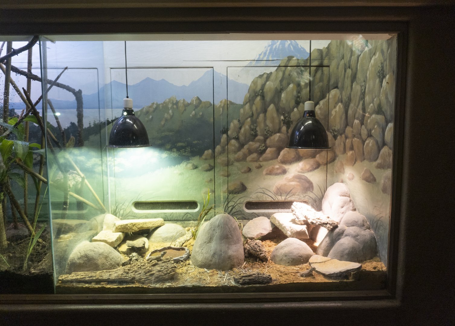 Jan. 2022 - Africa Loop - Reptiles of the Seronera - Taylor's Shield-tailed Agama/Pancake Tortoise Exhibit