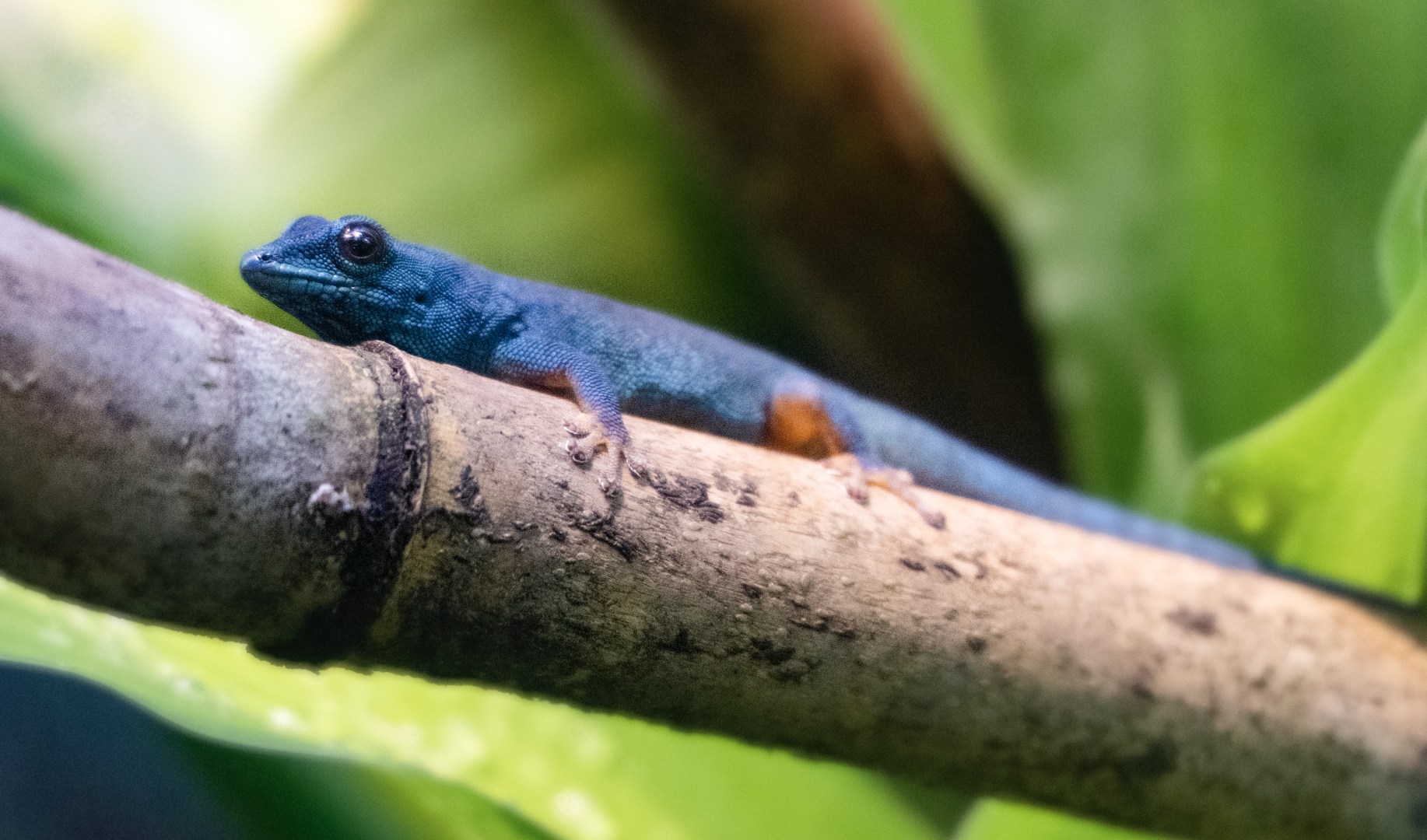 Jan. 2022 - Africa Loop - Reptiles of the Seronera - Turquoise Dwarf Gecko