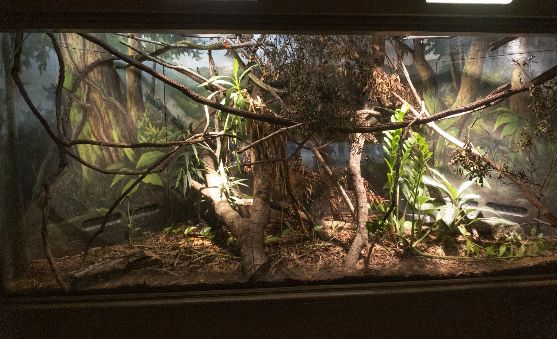 Jan. 2022 - Africa Loop - Reptiles of the Seronera - West African Green Mamba