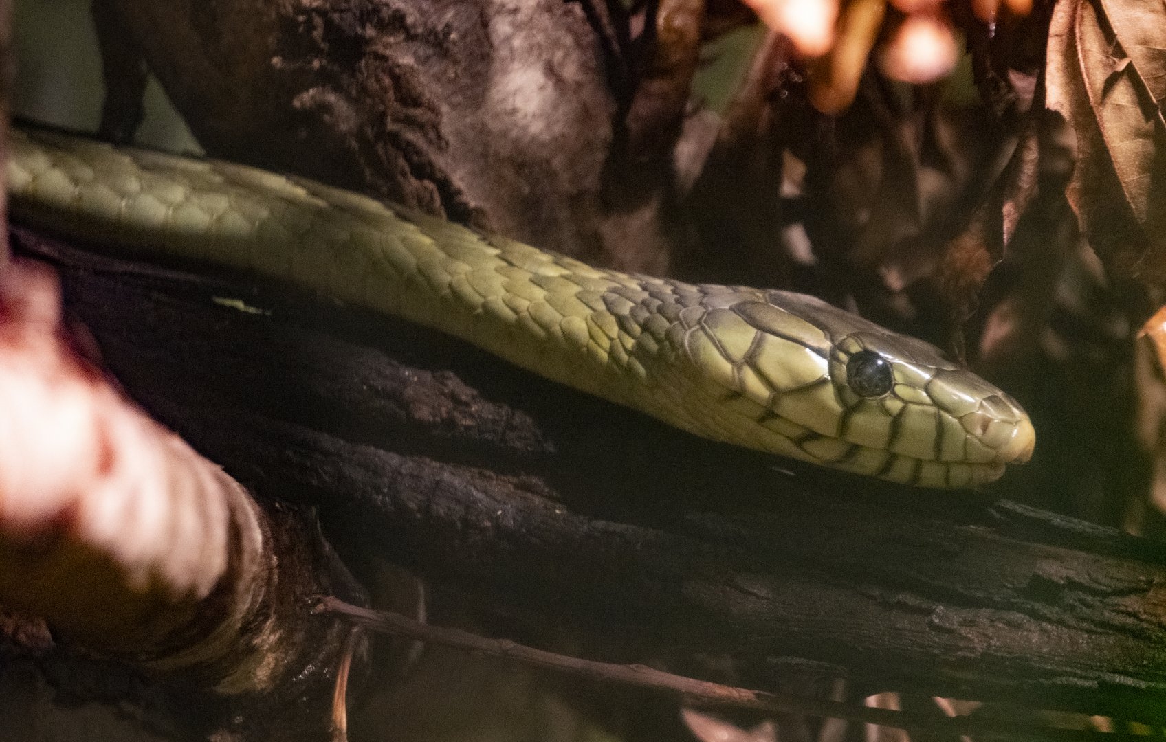 Jan. 2022 - Africa Loop - Reptiles of the Seronera - West African Green Mamba