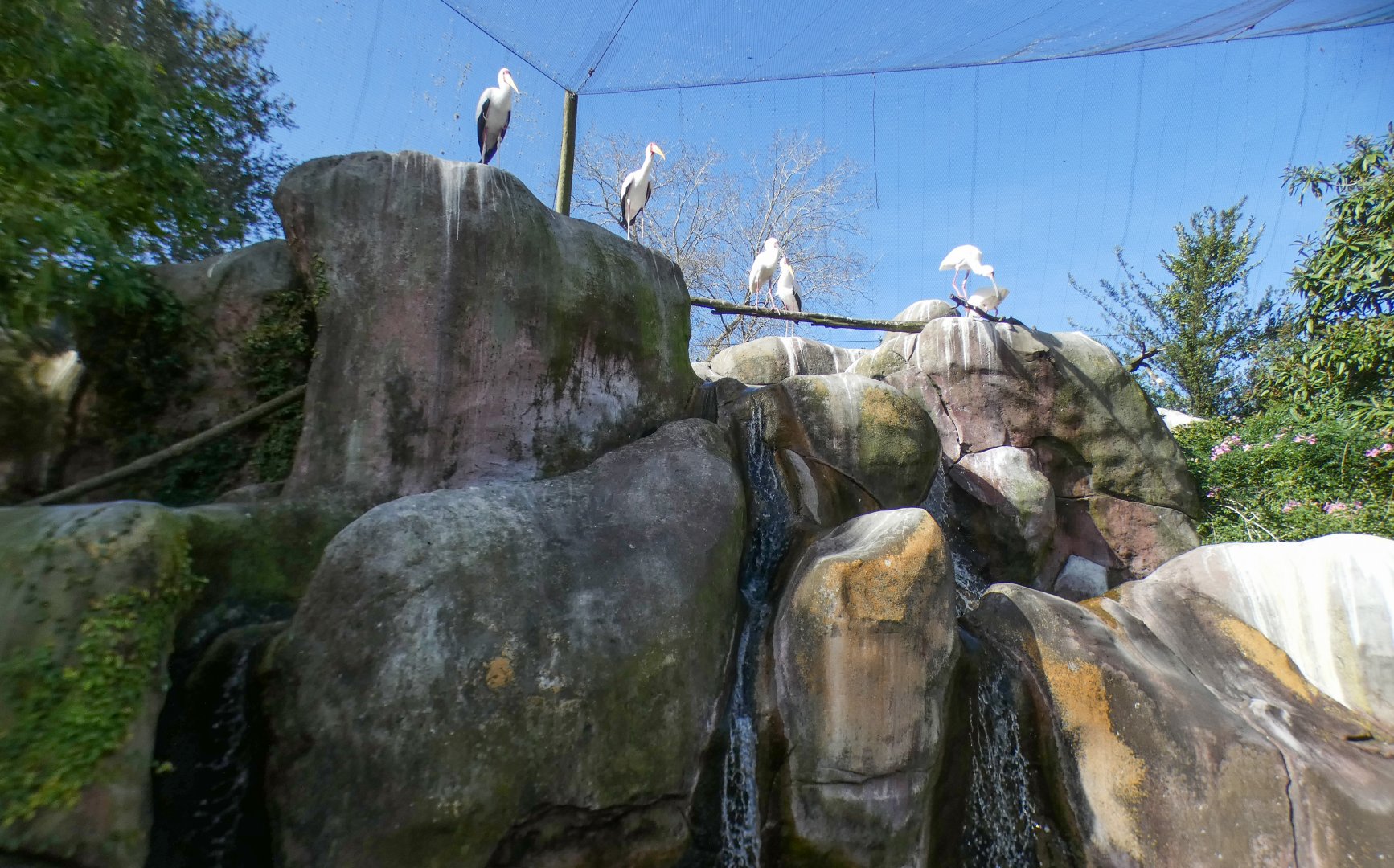 Jan. 2022 - Africa Loop - River Valley Aviary (11 Species)