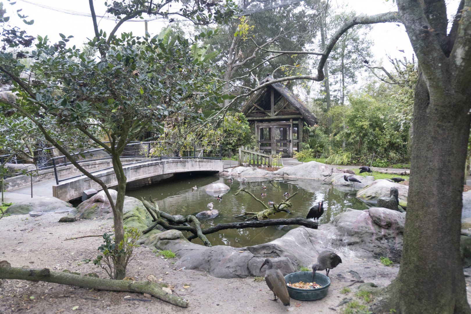 Jan. 2022 - Africa Loop - River Valley Aviary (11 Species)