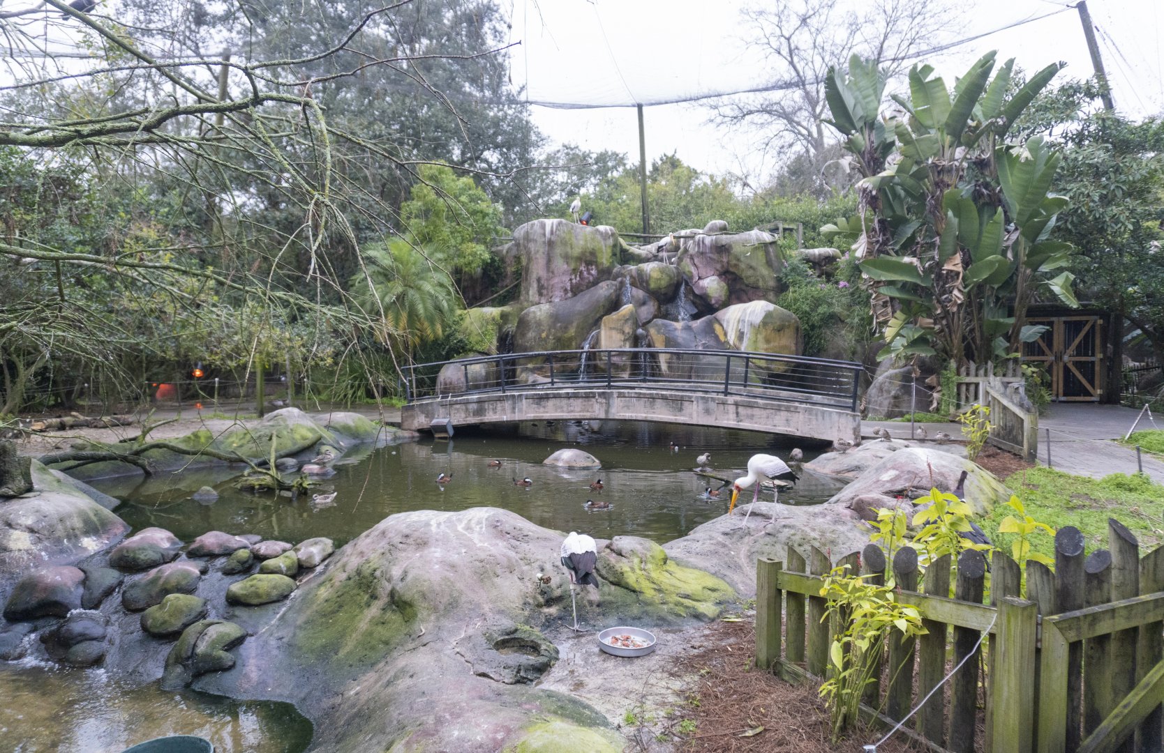 Jan. 2022 - Africa Loop - River Valley Aviary (11 Species)