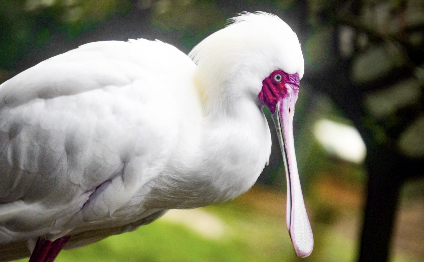 Jan. 2022 - Africa Loop - River Valley Aviary - African Spoonbill