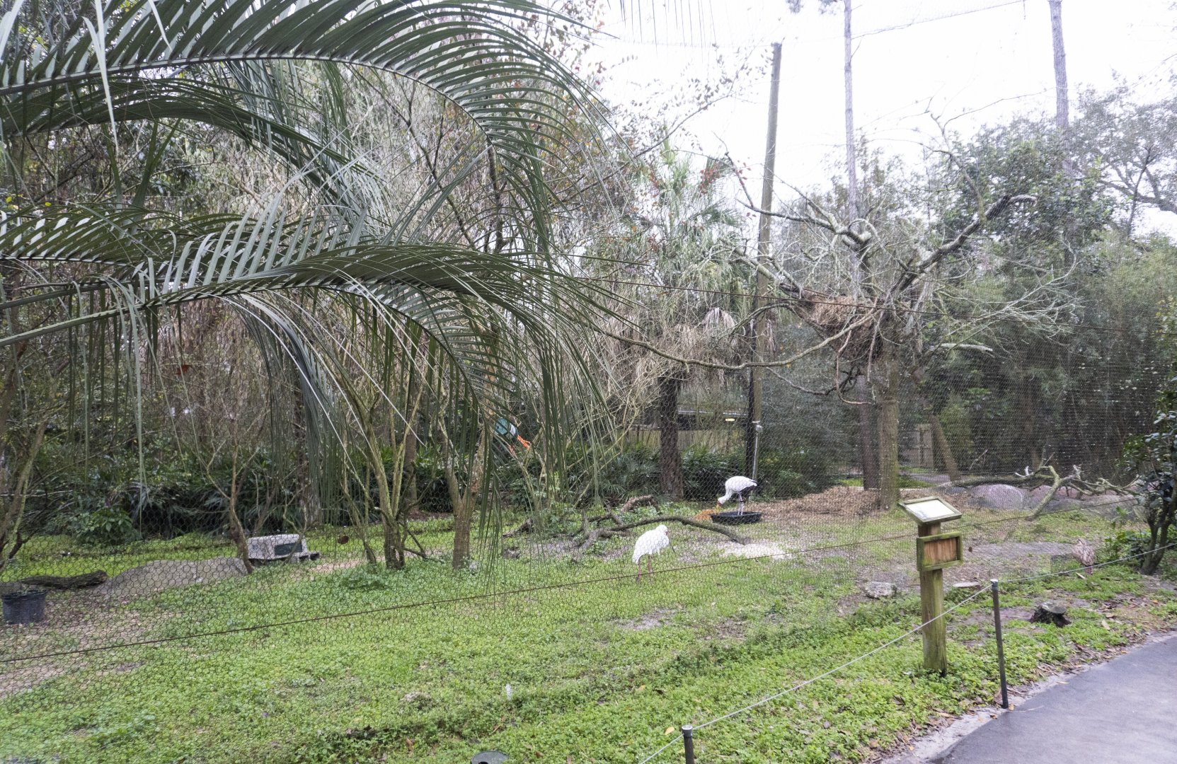 Jan. 2022 - Africa Loop - River Valley Aviary (Hammerkop/African Spoonbill/Yellow-billed Stork Exhibit)