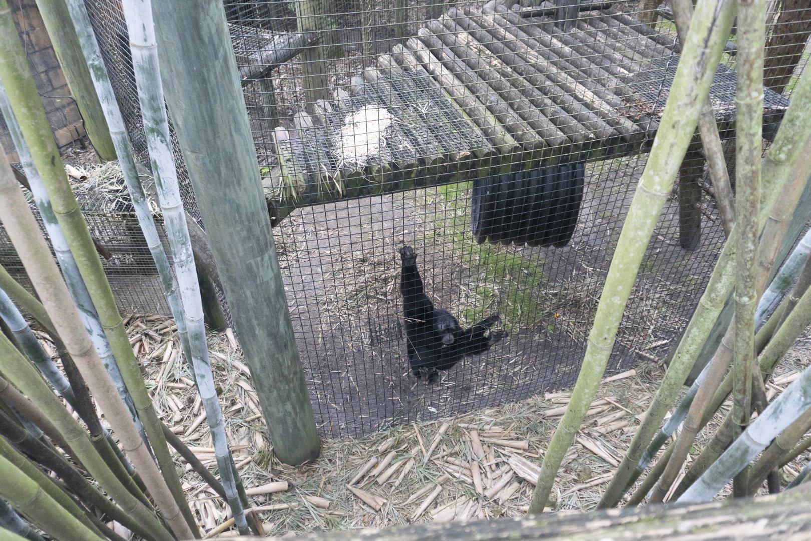 Jan. 2022 - Africa Loop - Siamang Exhibit (Former Colobus)