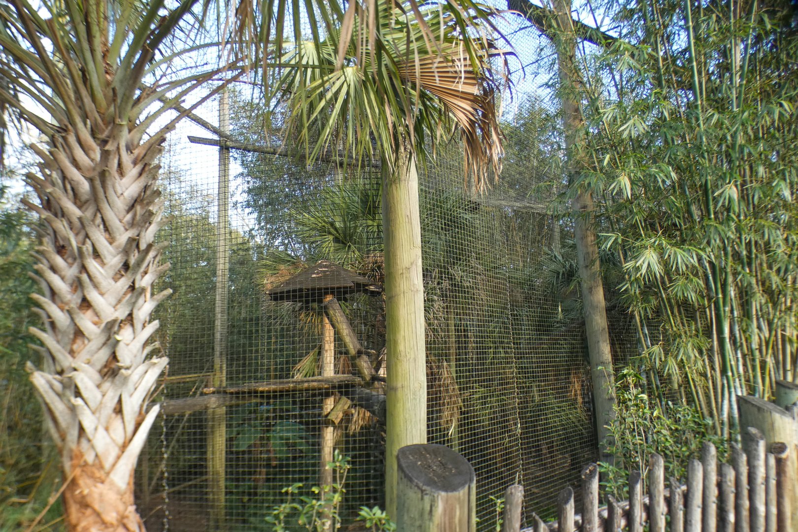 Jan. 2022 - Africa Loop - Siamang Exhibit (Former Colobus)