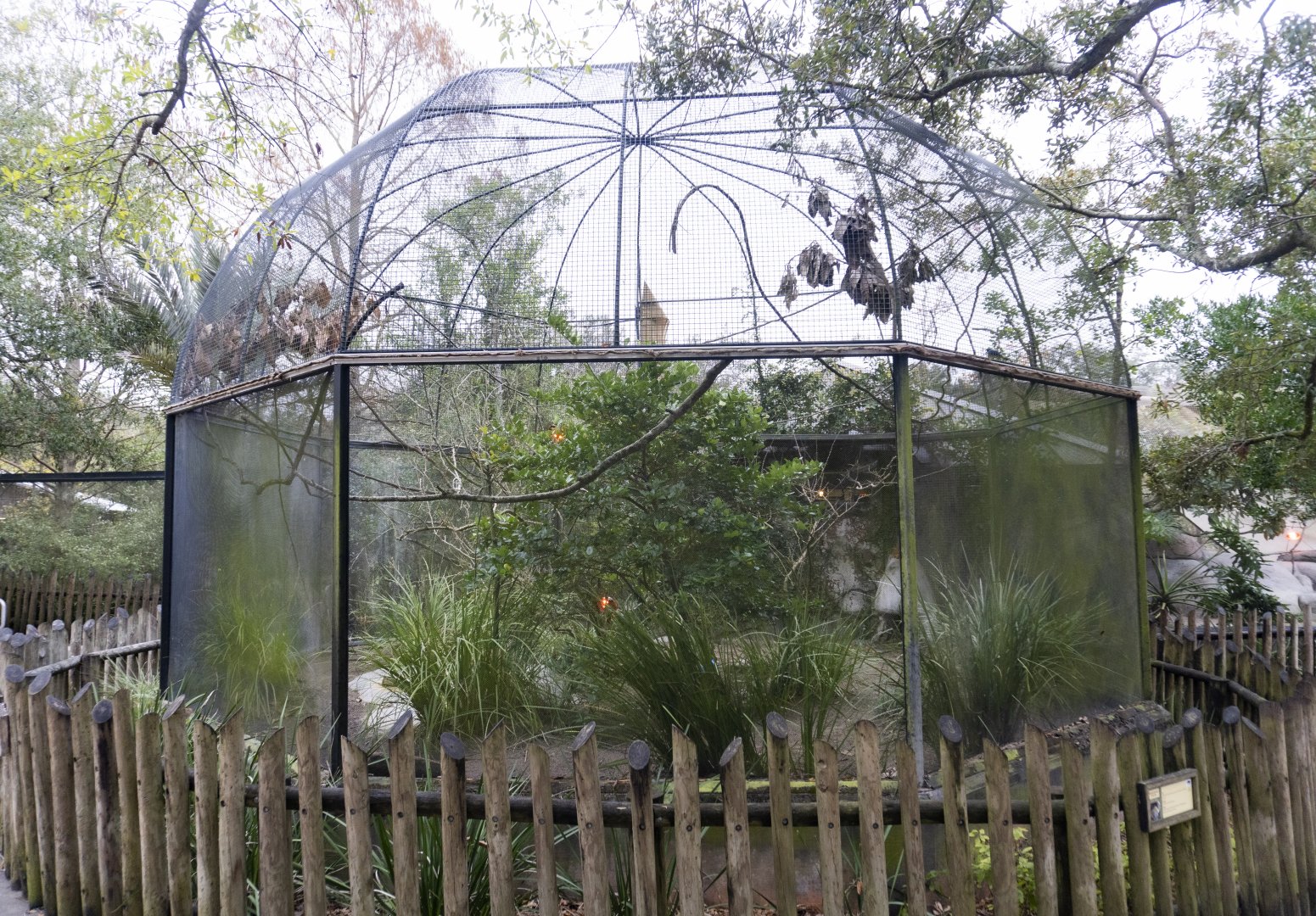 Jan. 2022 - Africa Loop - Starling + Others Aviary