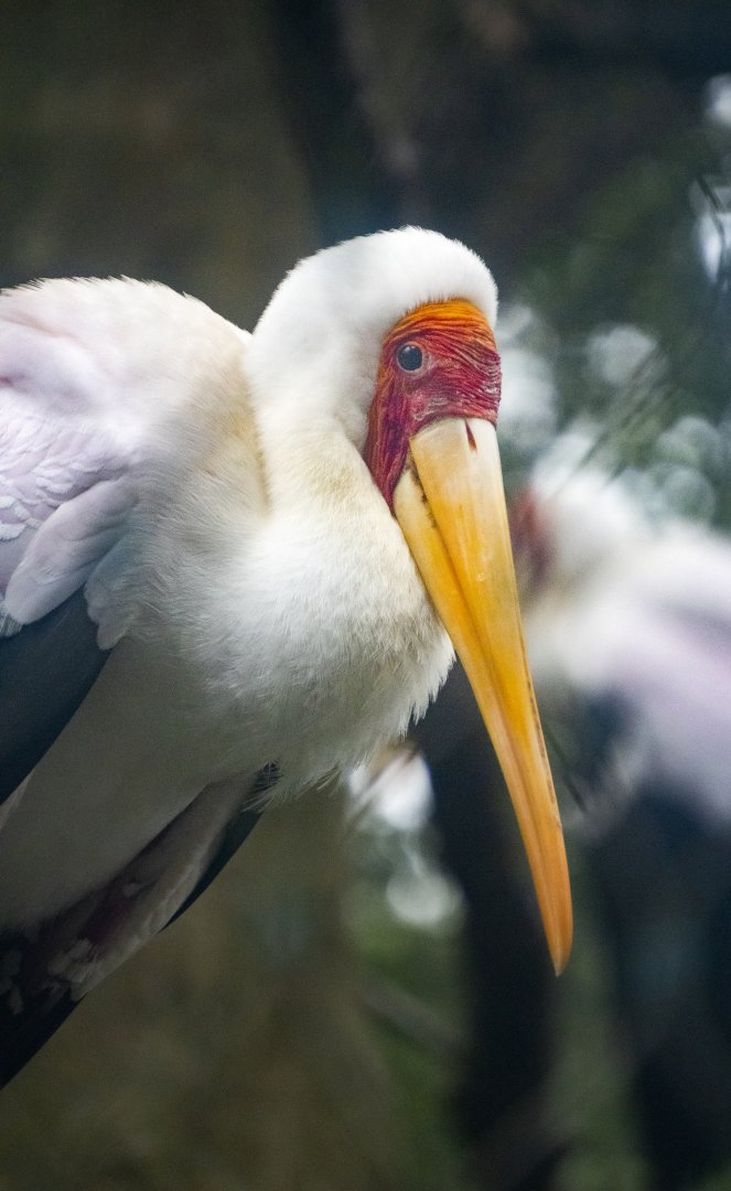 Jan. 2022 - Africa Loop - Yellow-billed Stork
