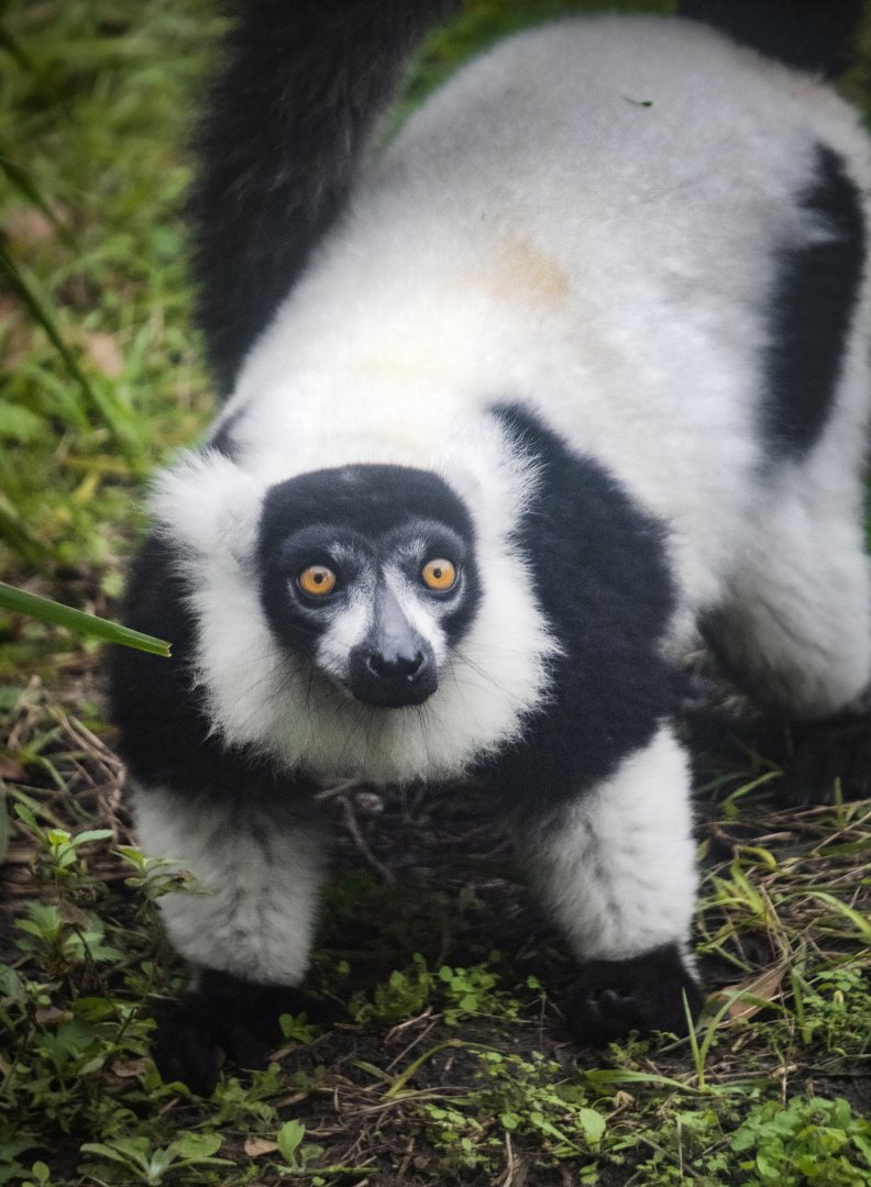 Jan. 2022 - African Forest - Black-and-White Ruffed Lemur