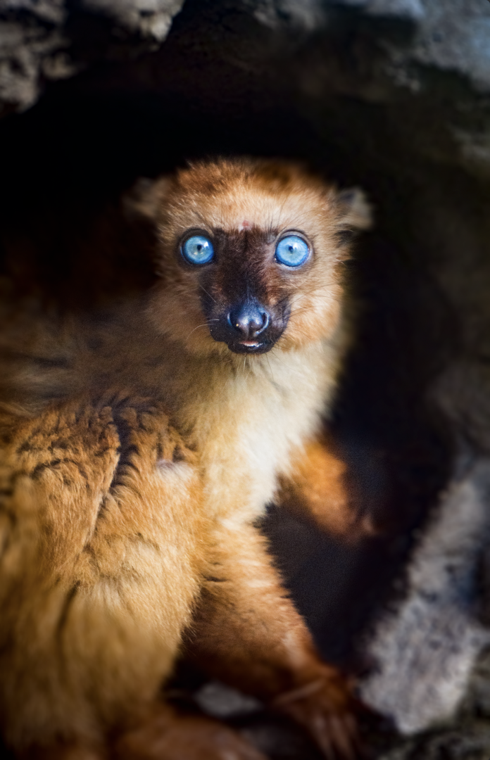 Jan. 2022 - African Forest - Blue-eyed Black Lemur