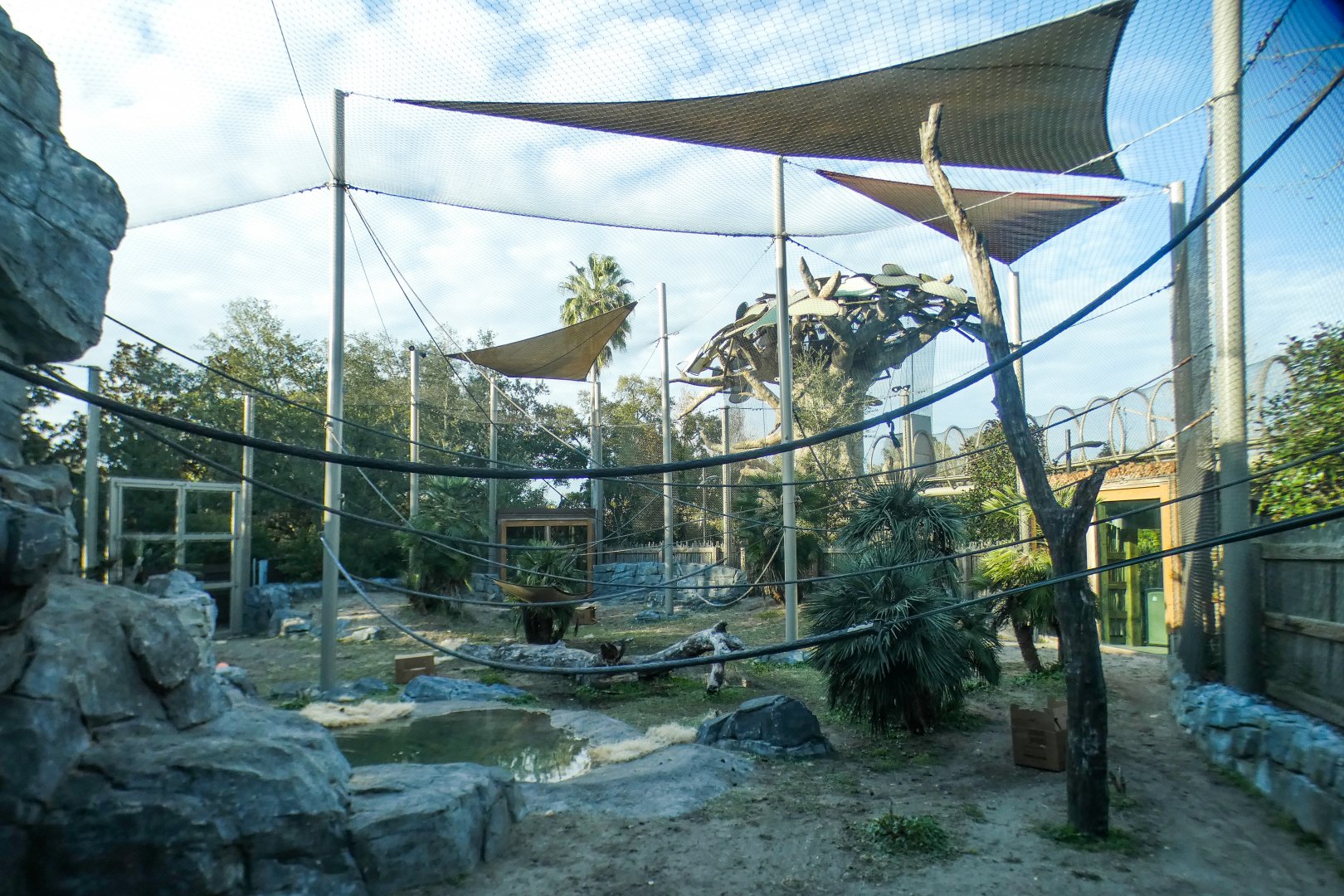 Jan. 2022 - African Forest - First Bonobo Exhibit