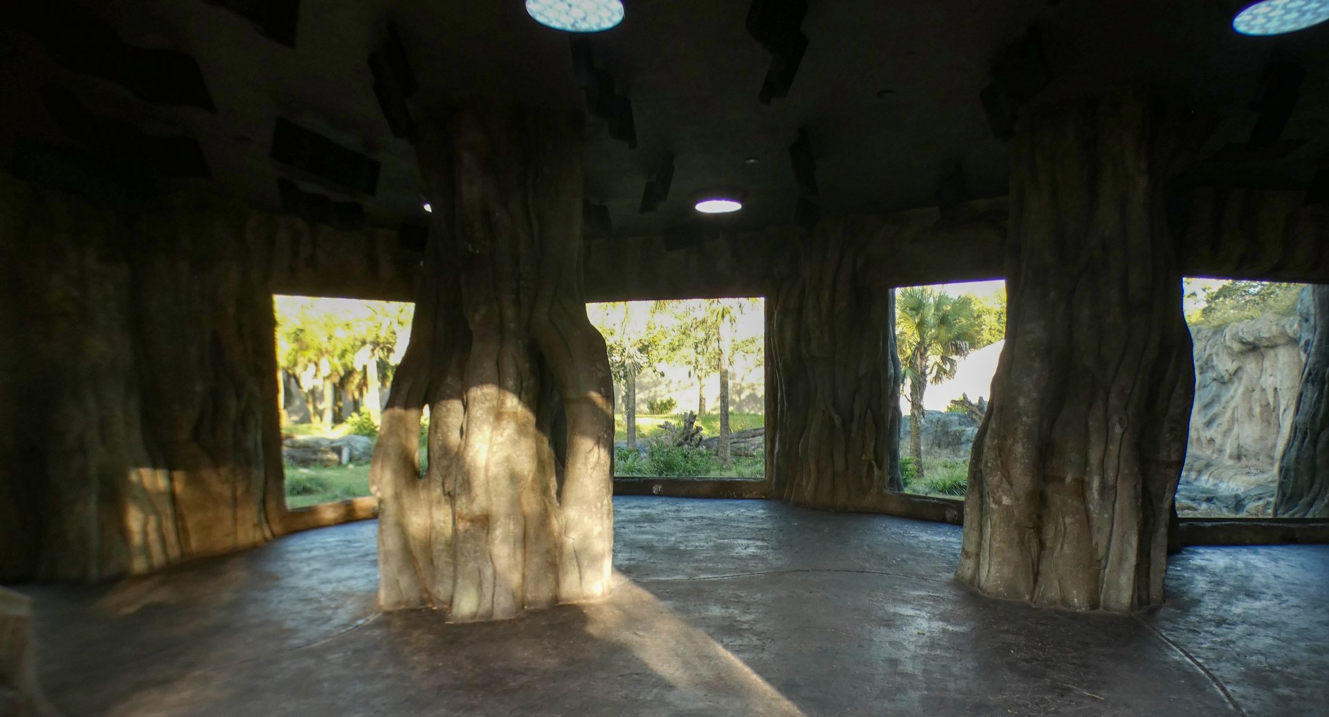 Jan. 2022 - African Forest - Gorilla Shelter Viewing