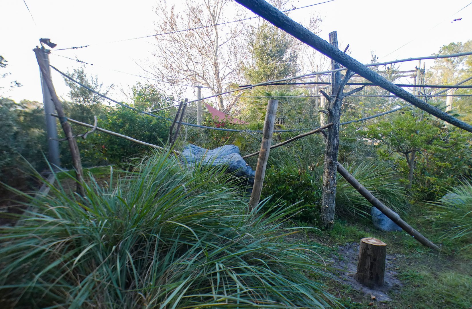 Jan. 2022 - African Forest - Lemur Exhibit (Rotates 5 Species)