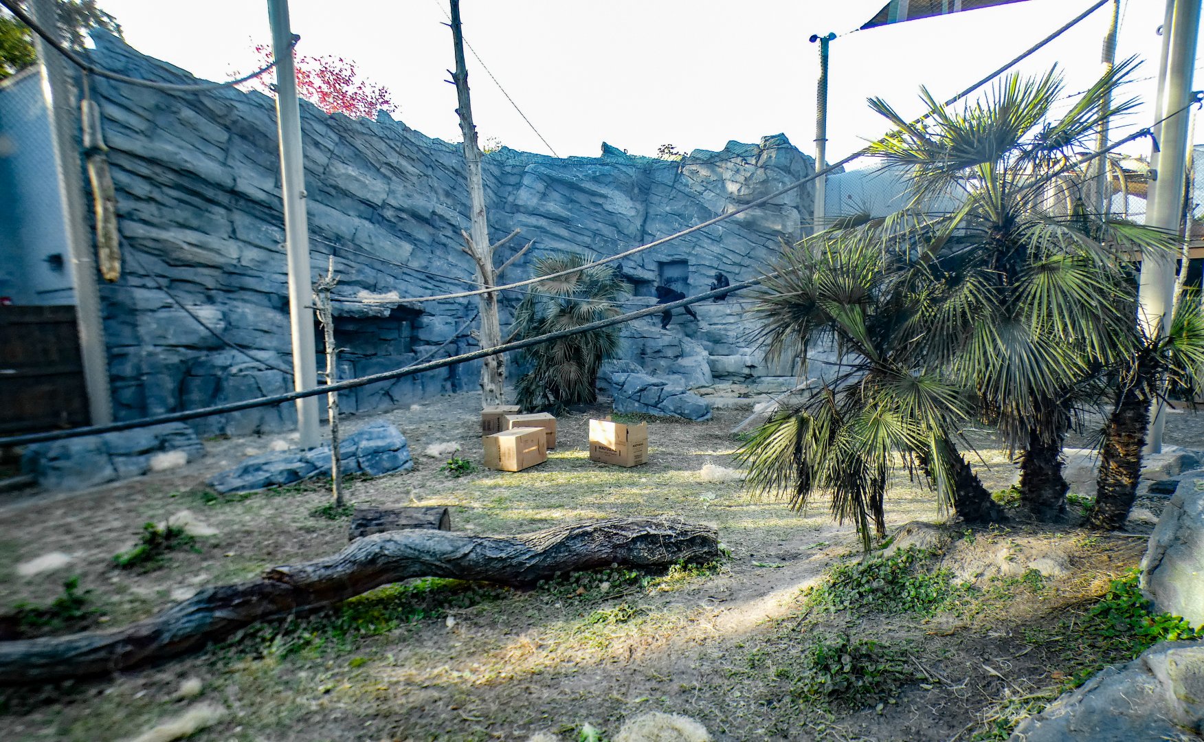 Jan. 2022 - African Forest - Second Bonobo Exhibit