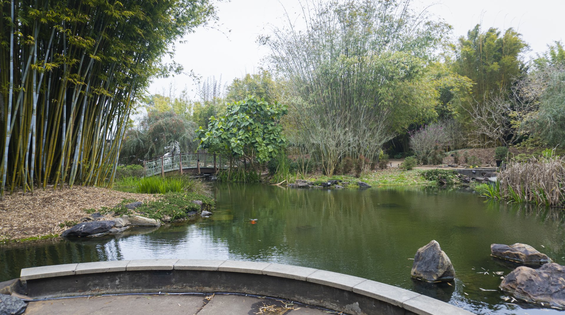 Jan. 2022 - Asian Bamboo Garden - Koi Pond